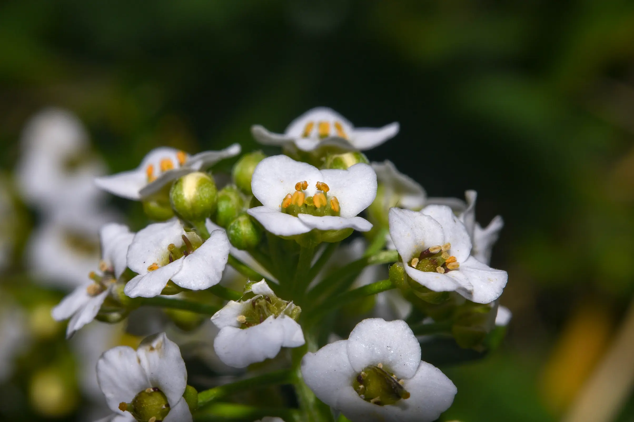 Lobularia maritima (L.) Desv.