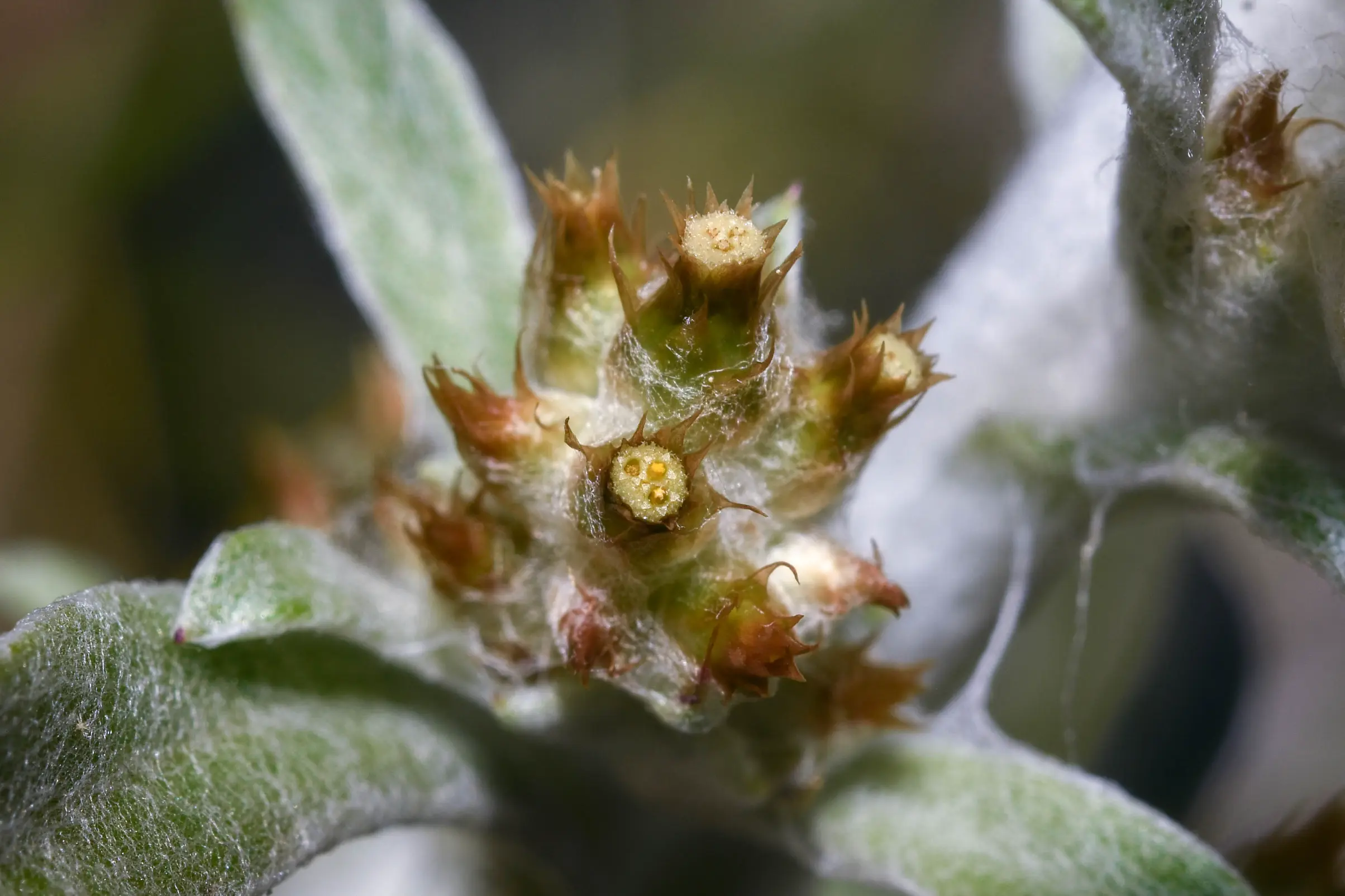 Gamochaeta camaquaensis Deble
