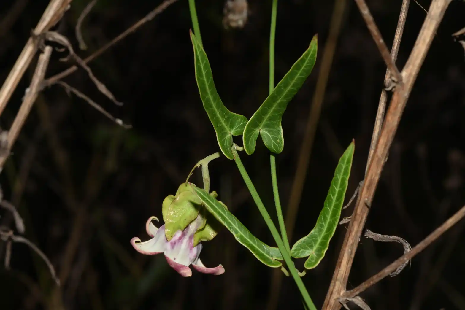 Araujia megapotamica (Spreng.) G.Don