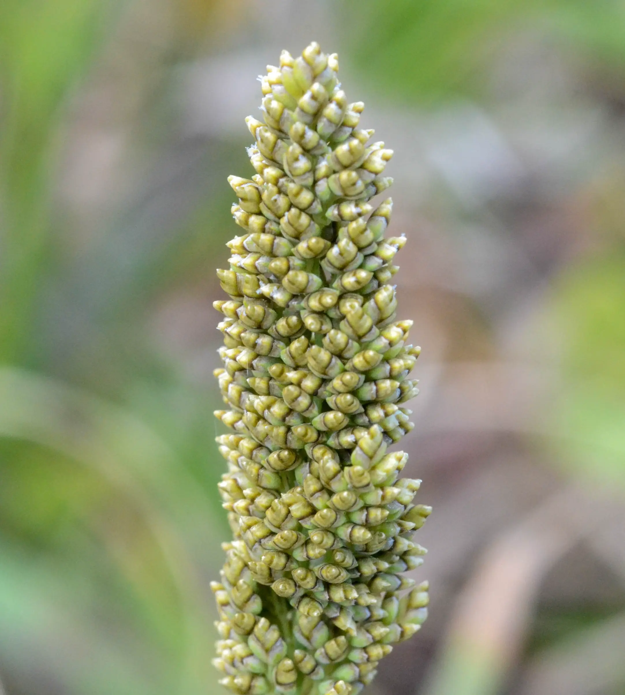 Lombardochloa rufa (J.Presl) Roseng. & B.R.Arrill.