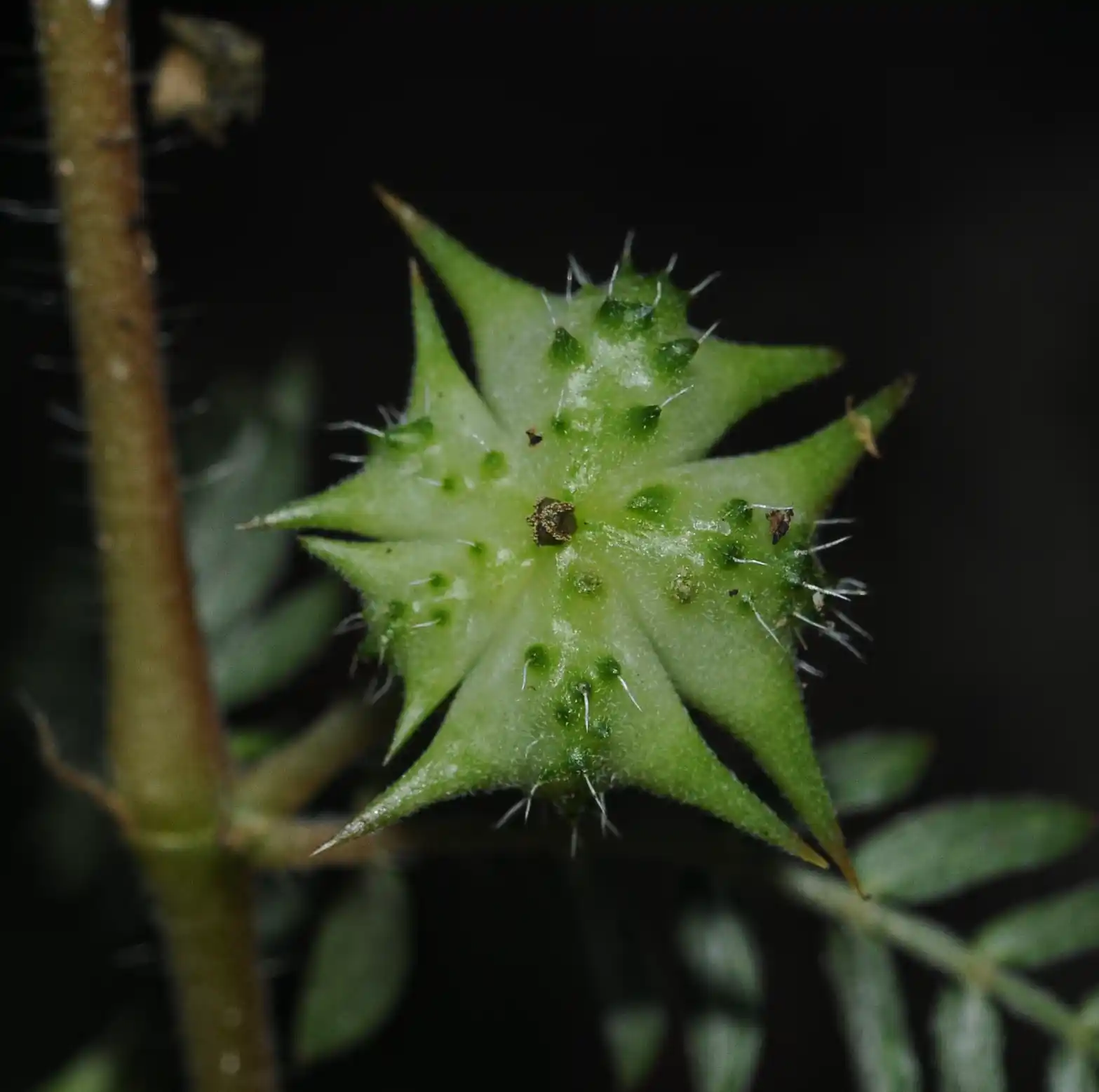 Tribulus terrestris L.