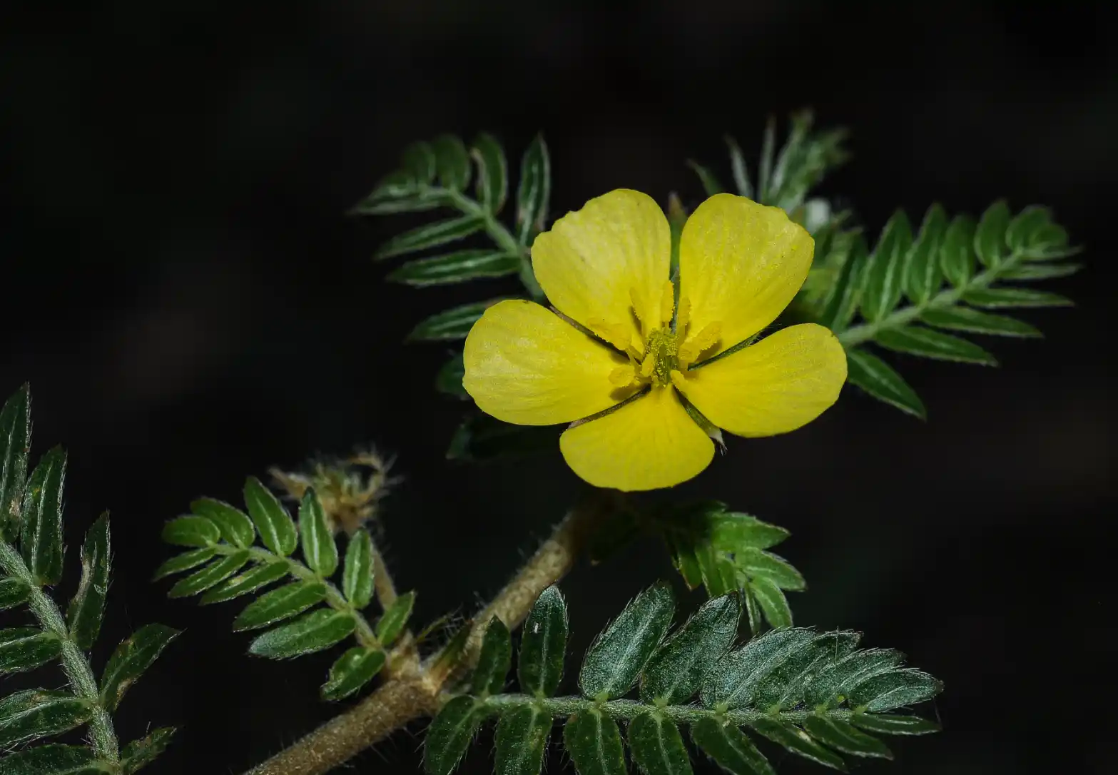Tribulus terrestris L.