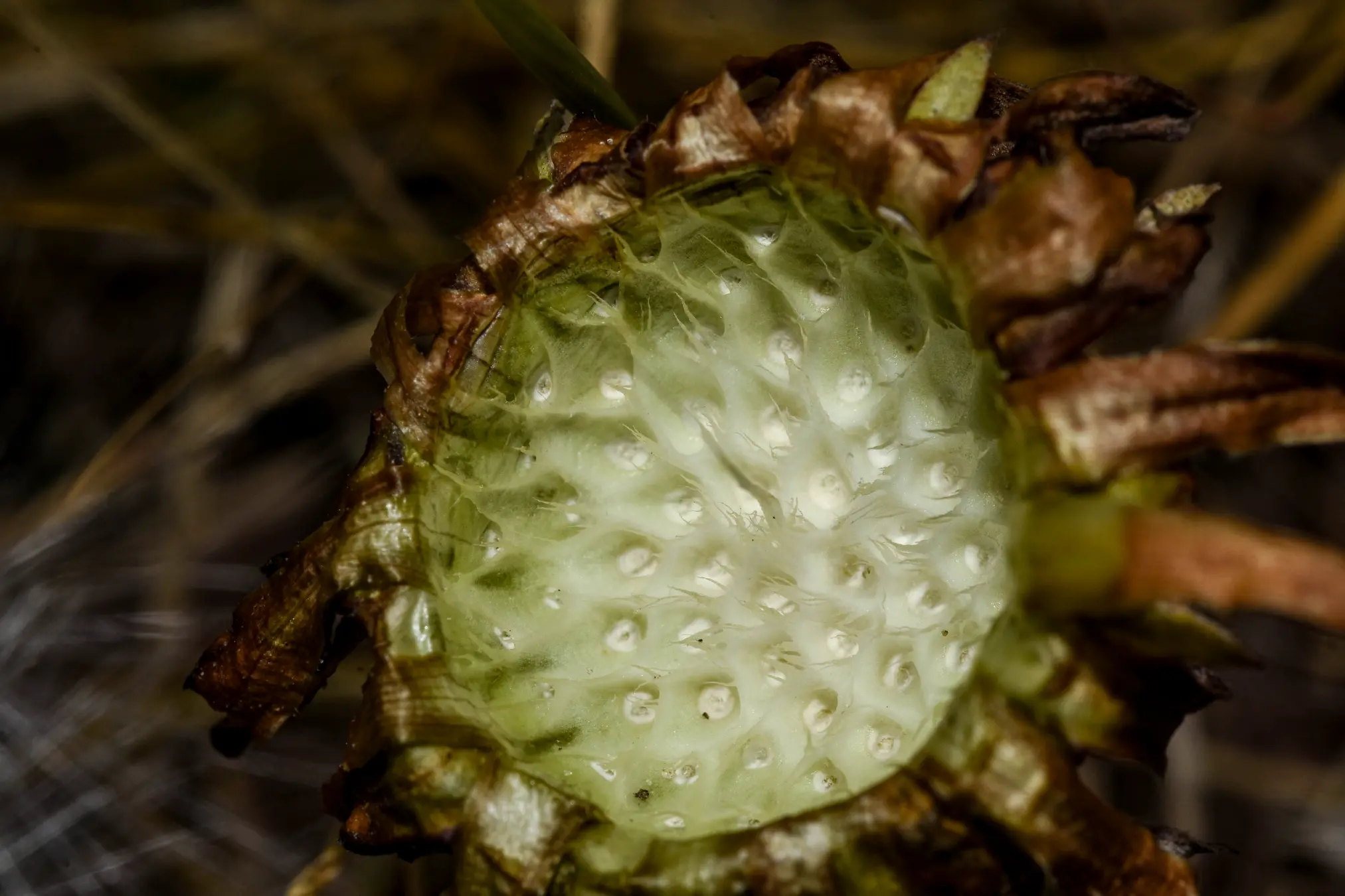 Trichocline humilis Less.