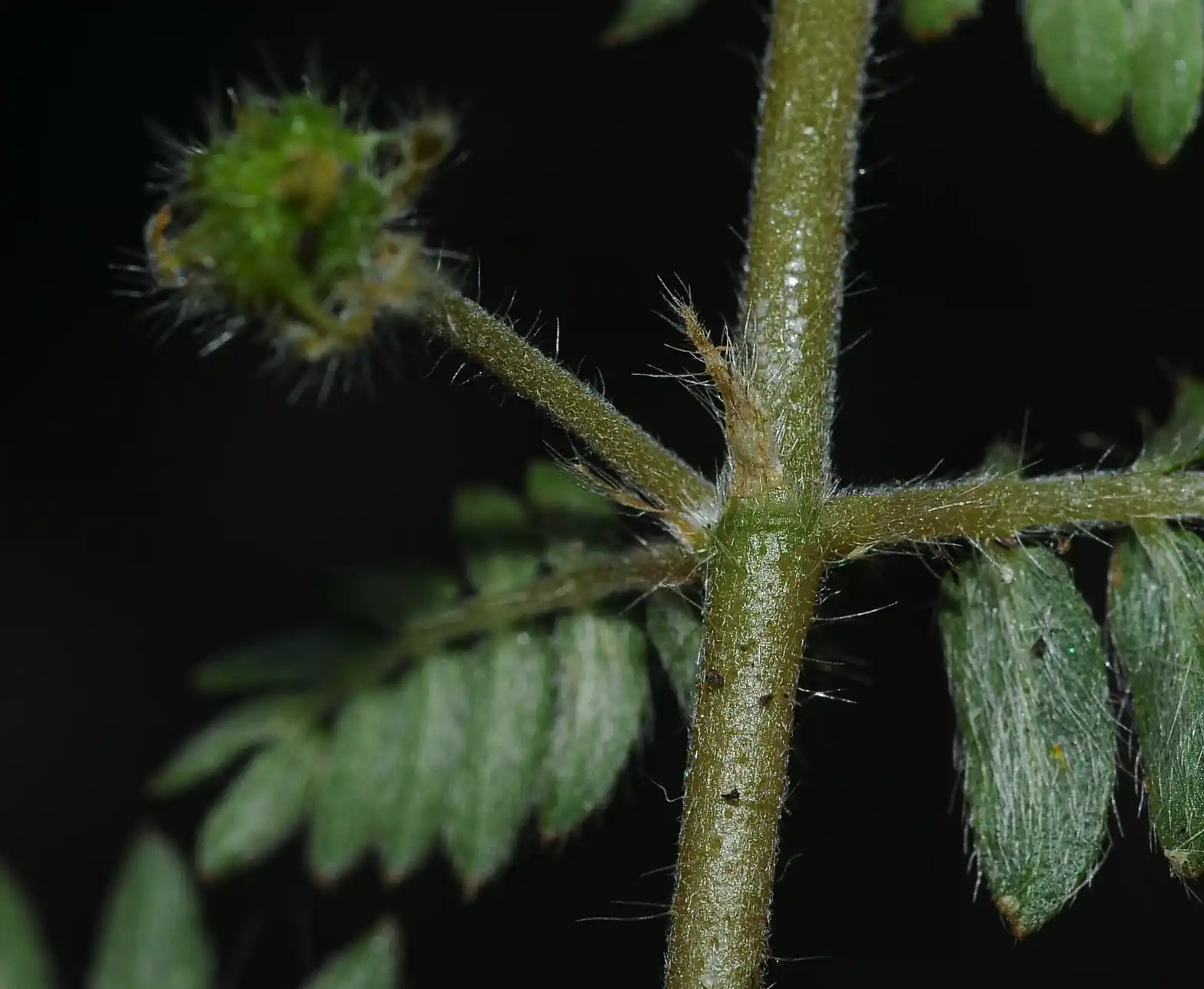 Tribulus terrestris L.