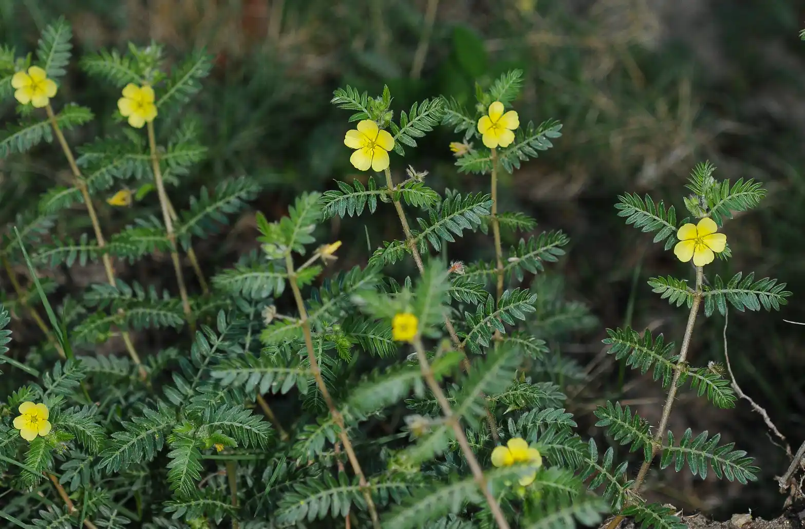 Tribulus terrestris L.
