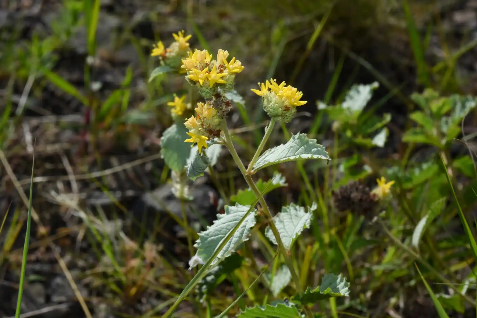 Waltheria communis A.St.-Hil.