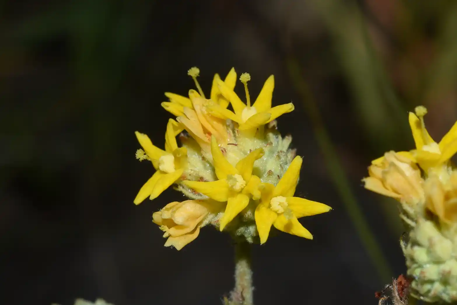 Waltheria communis A.St.-Hil.