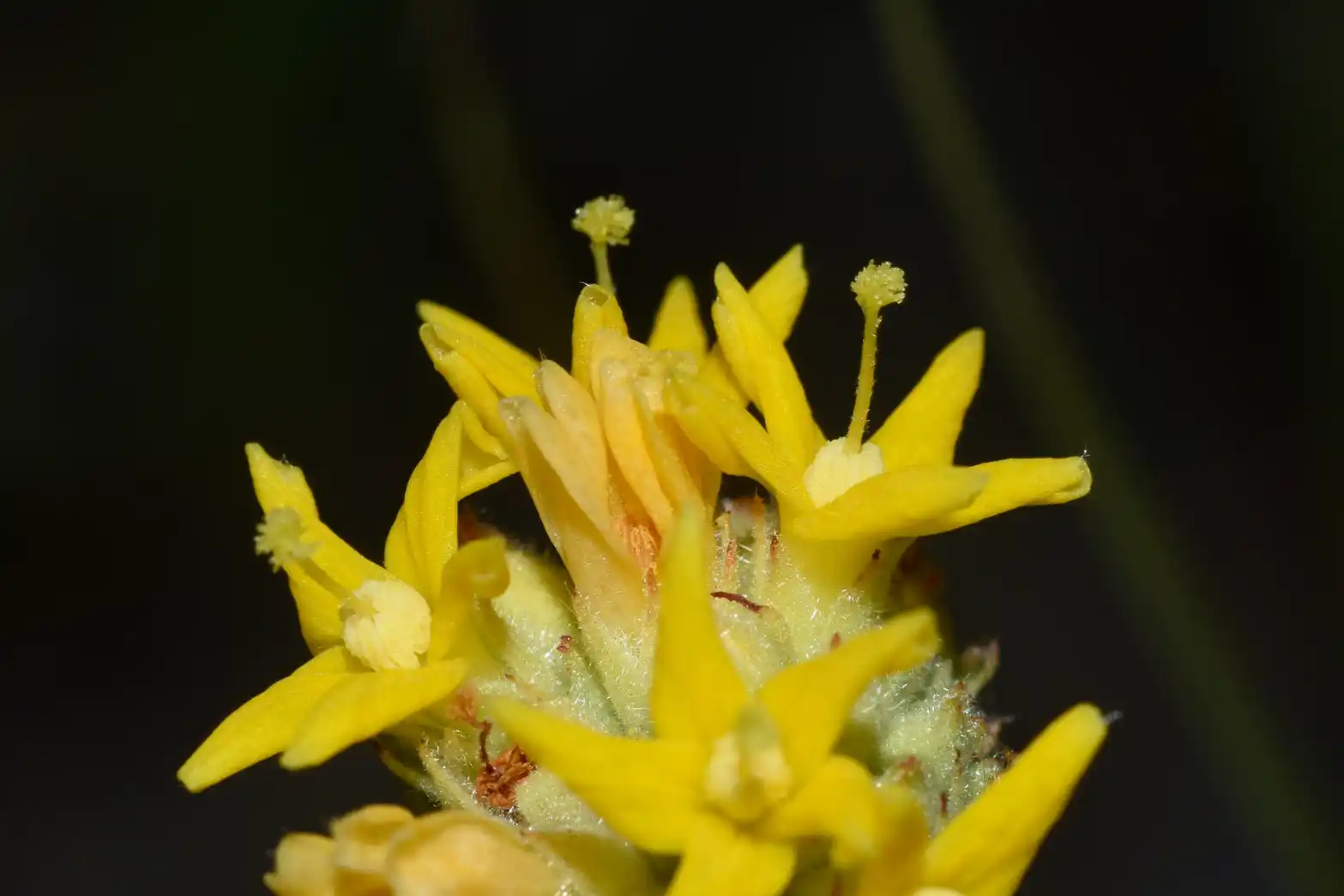 Waltheria communis A.St.-Hil.