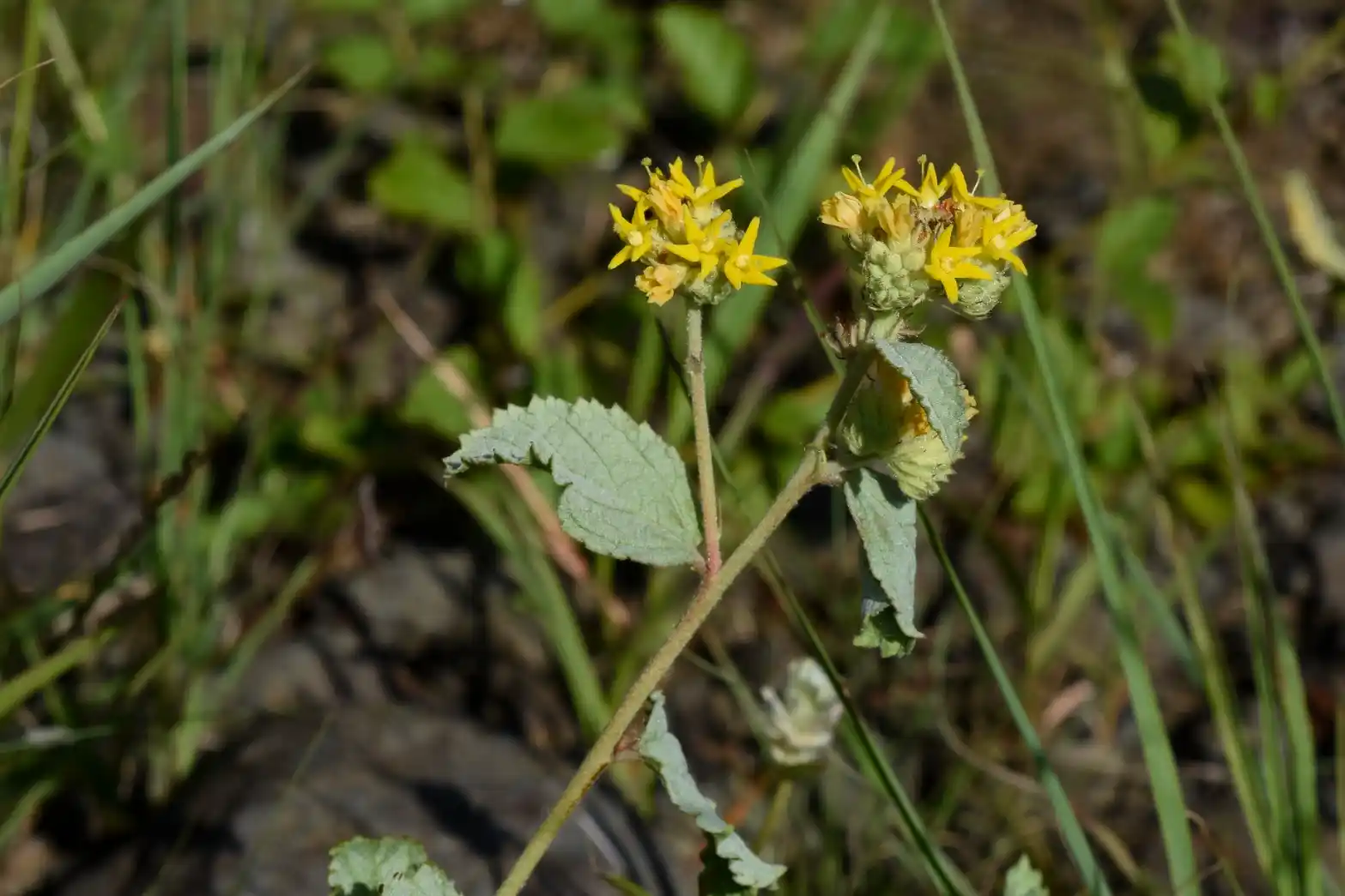 Waltheria communis A.St.-Hil.
