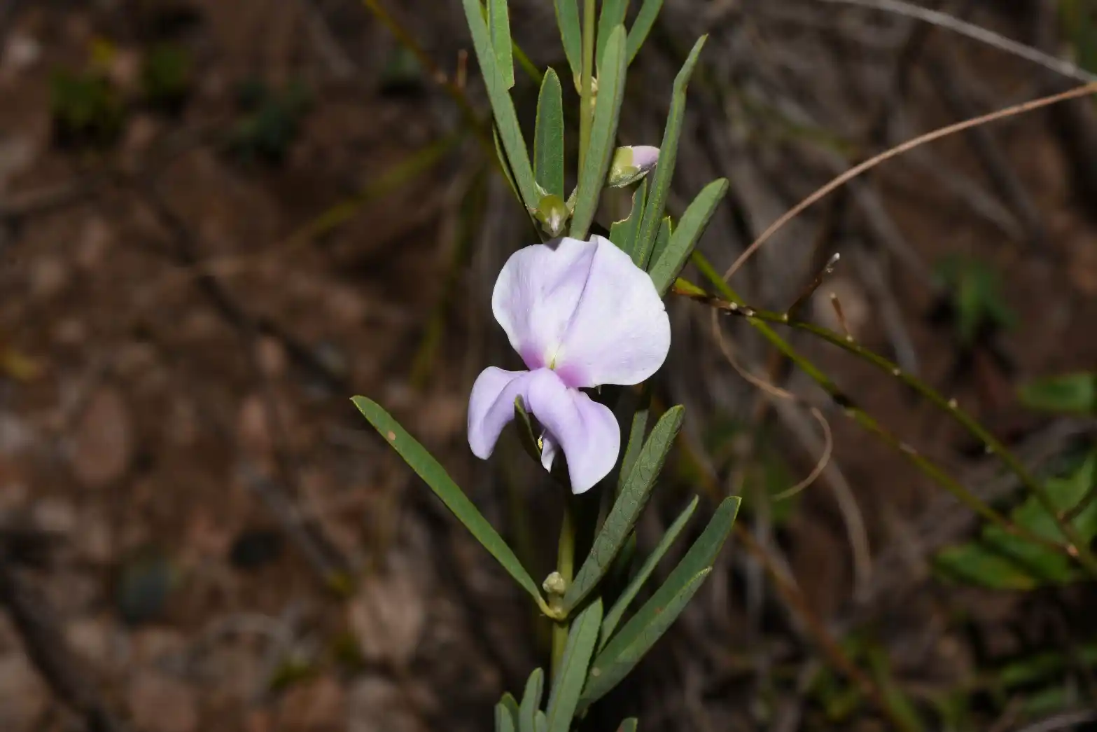 Collaea stenophylla (Hook. & Arn.) Benth.