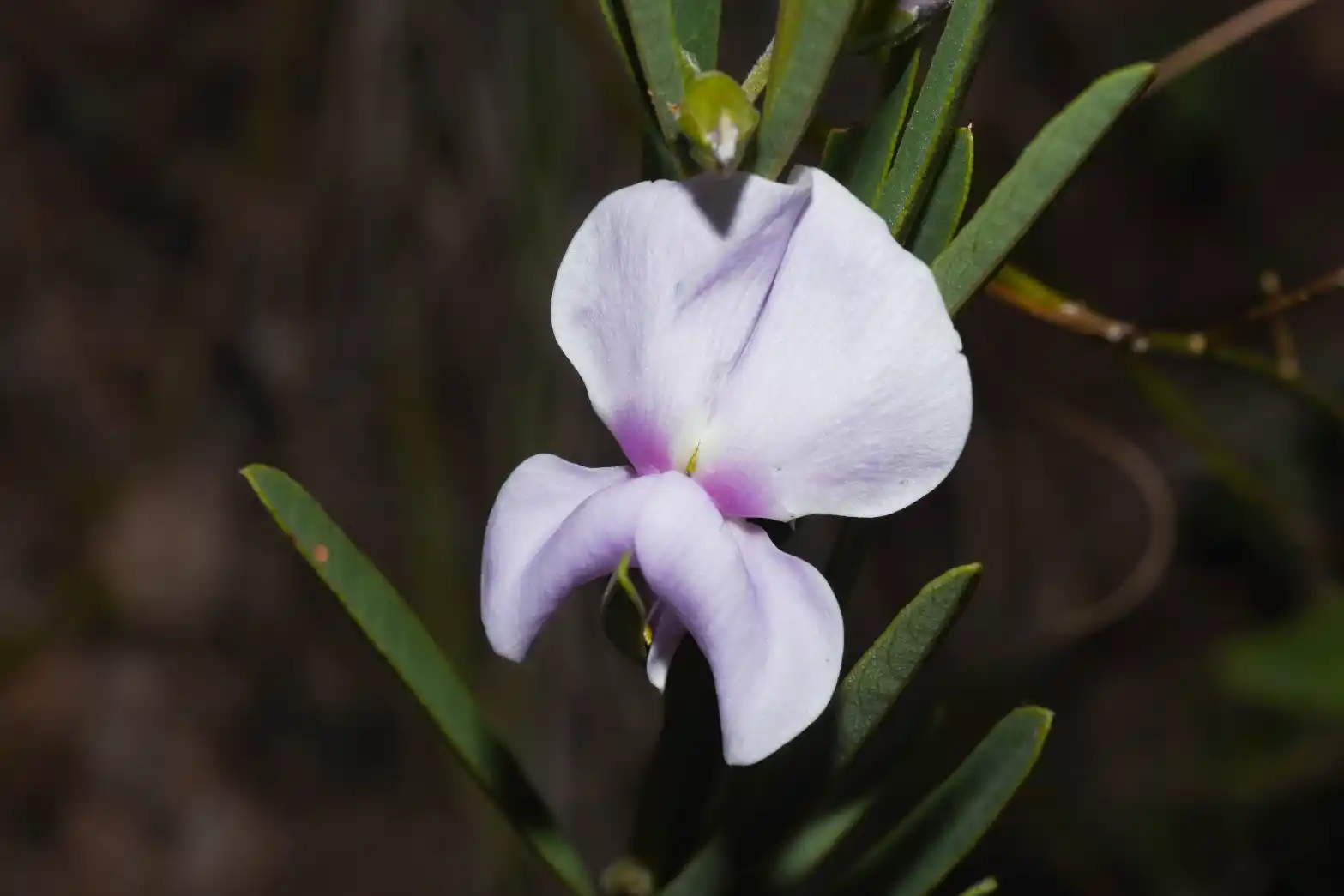 Collaea stenophylla (Hook. & Arn.) Benth.