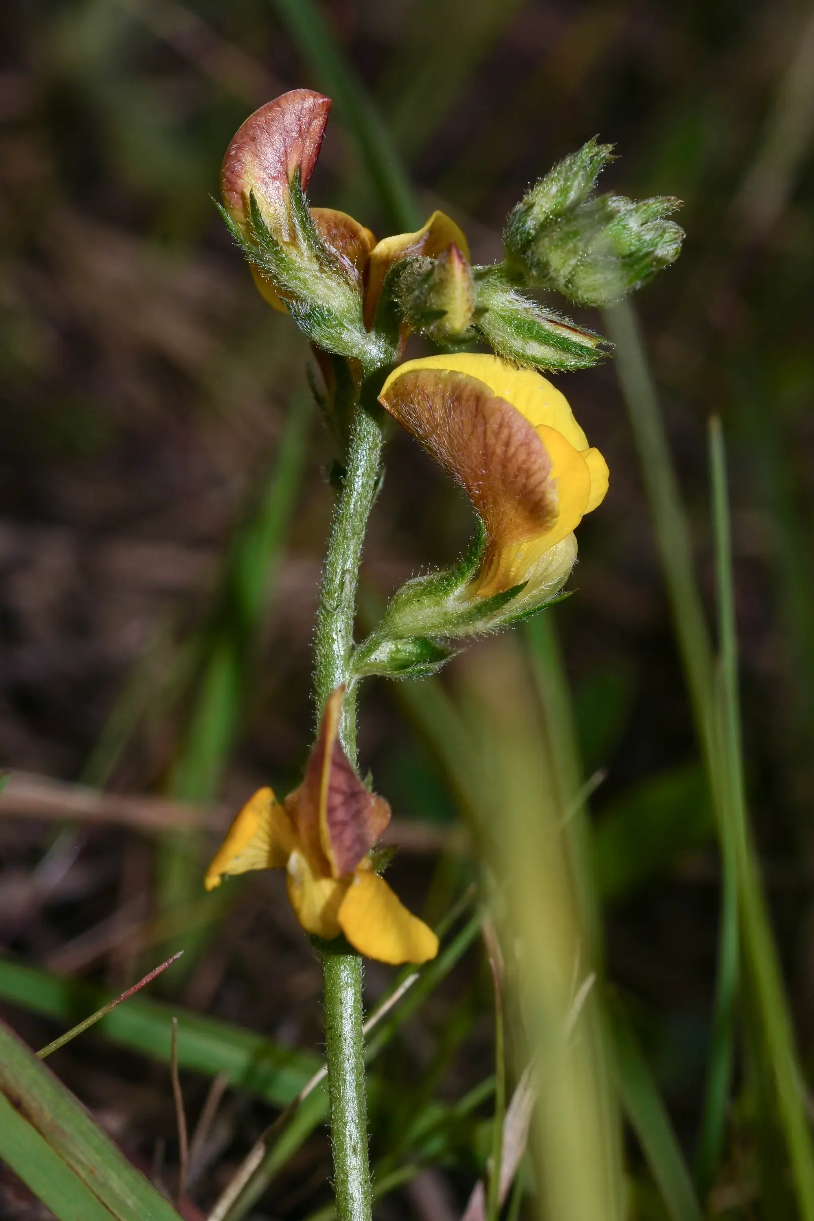 Adesmia incana Vogel