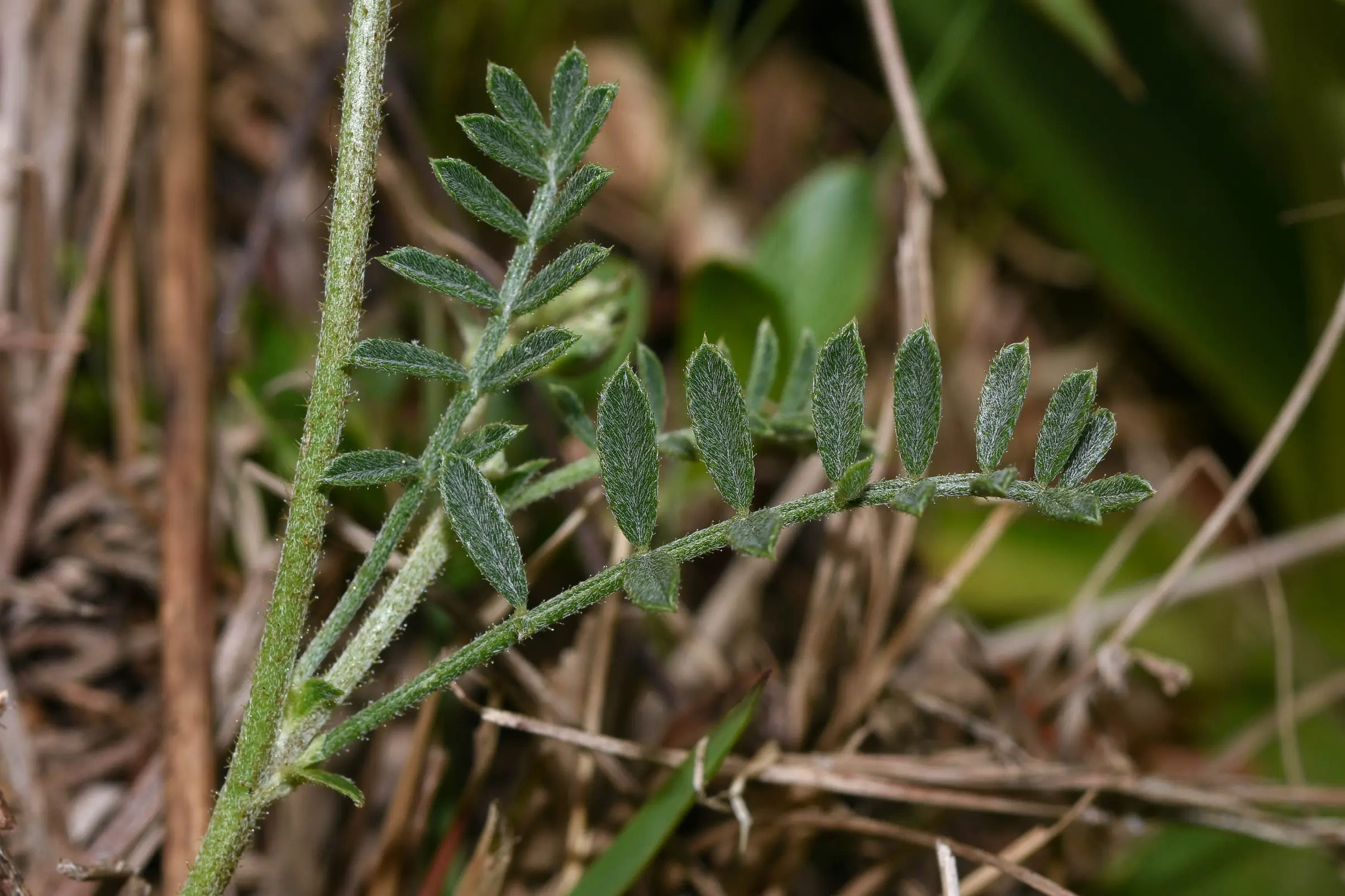 Adesmia incana Vogel