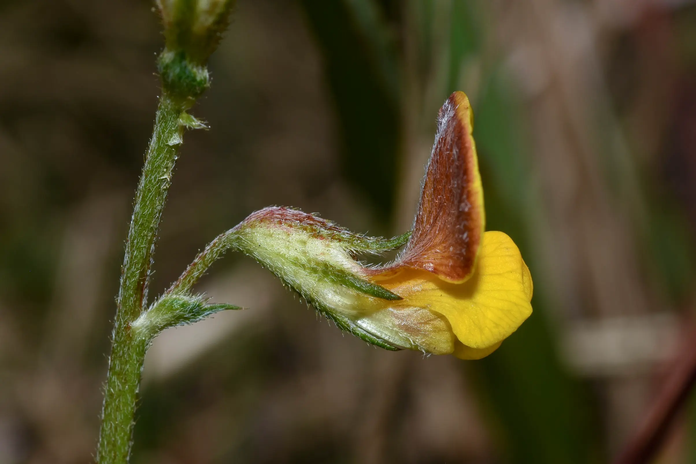 Adesmia incana Vogel