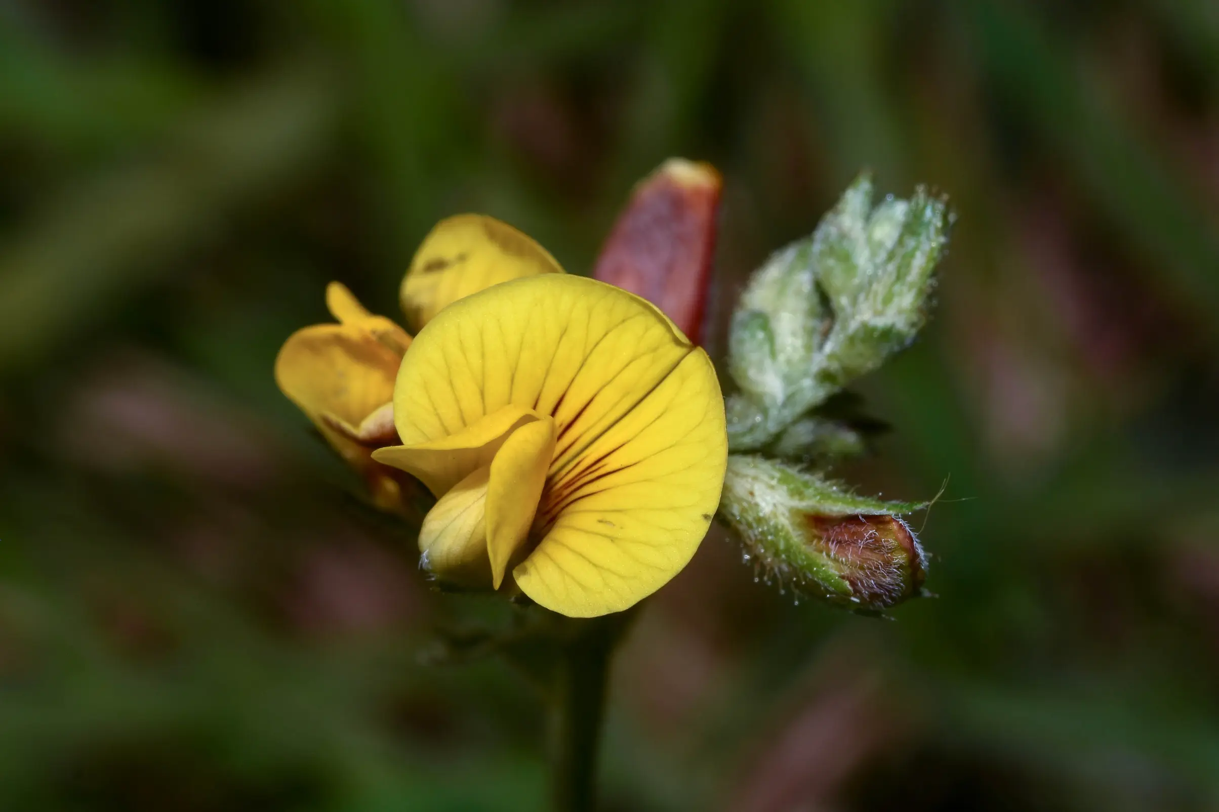 Adesmia incana Vogel
