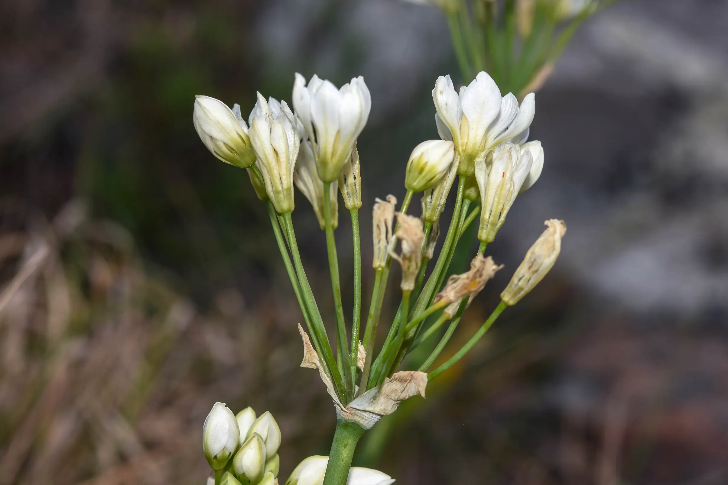 Nothoscordum macrostemon Kunth
