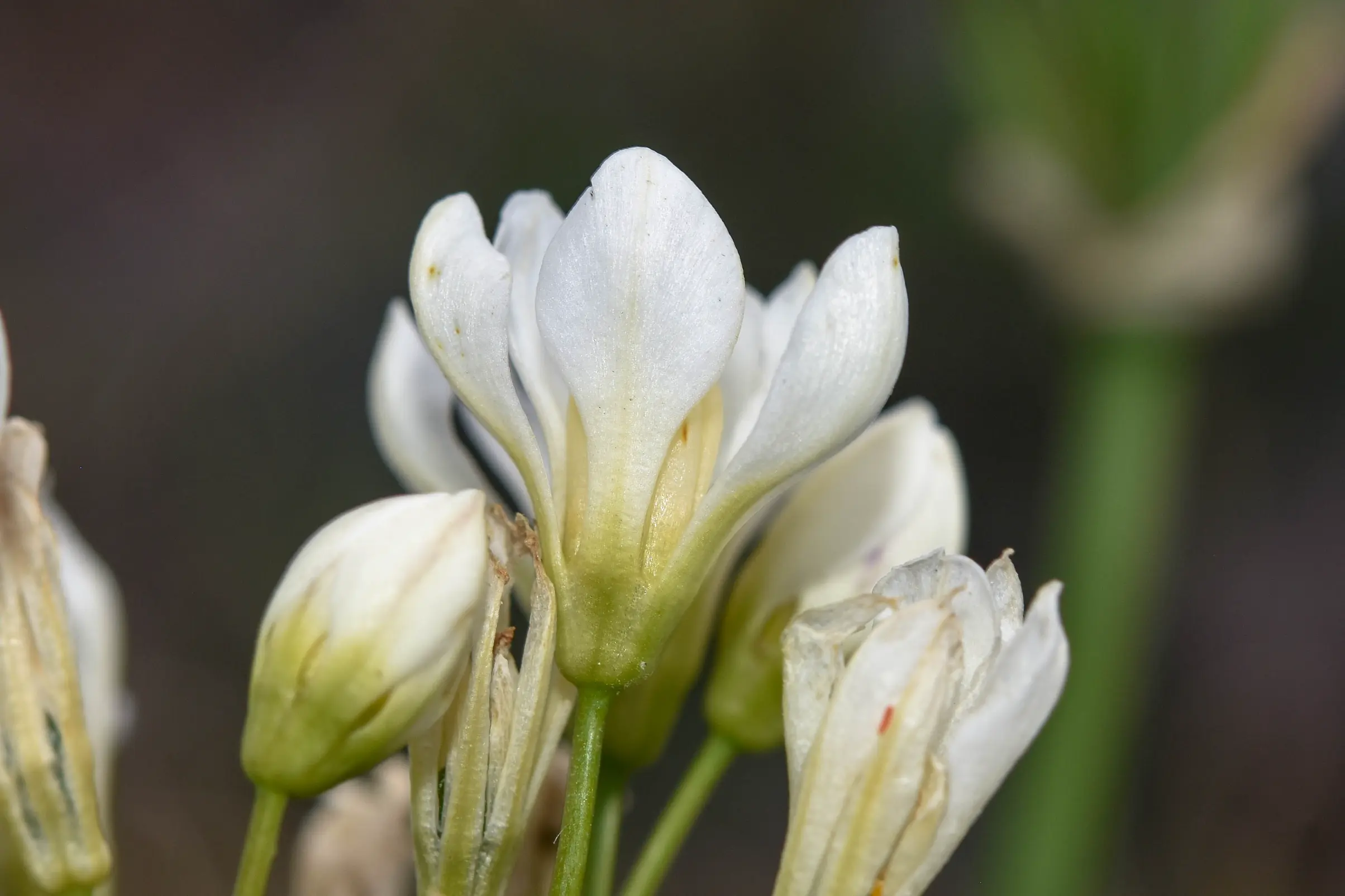 Nothoscordum macrostemon Kunth