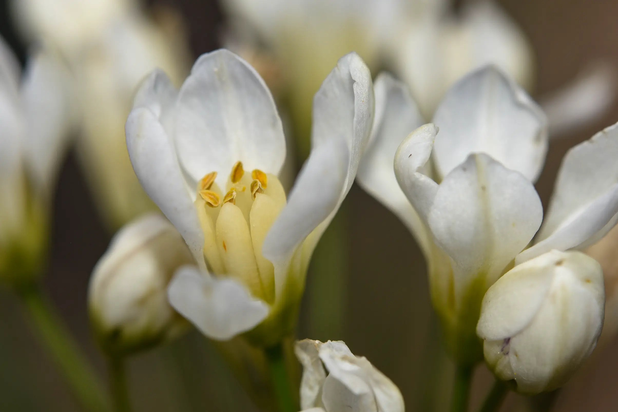 Nothoscordum macrostemon Kunth
