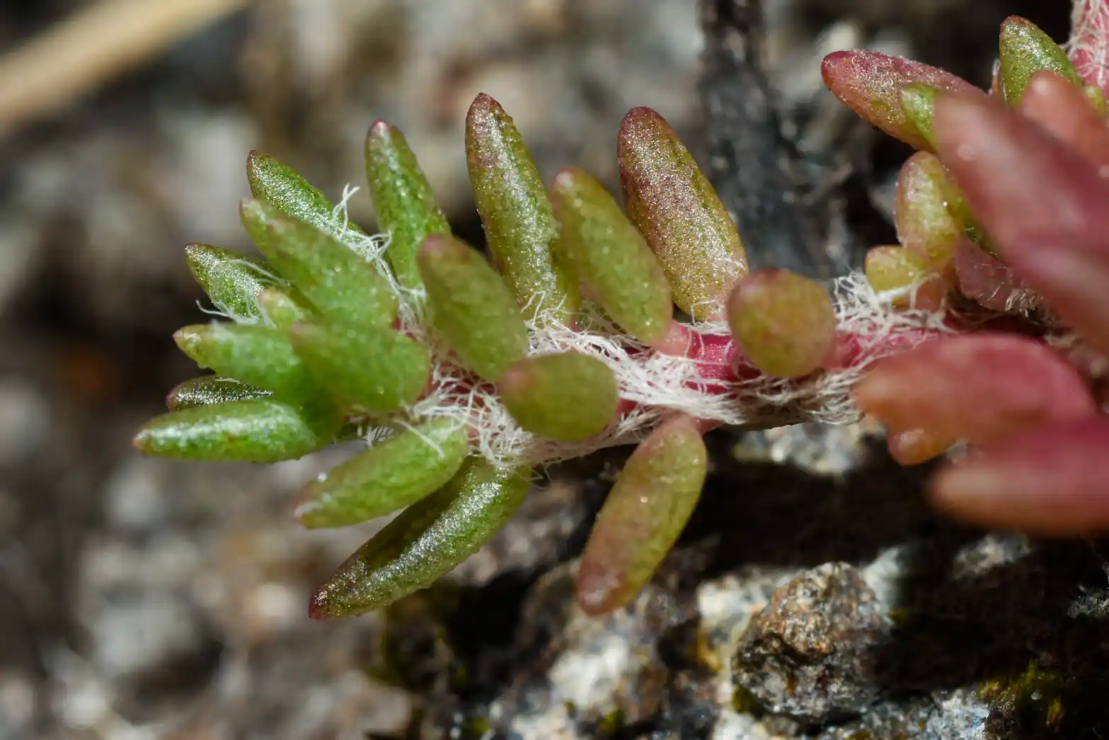 Portulaca papulifera D.Legrand