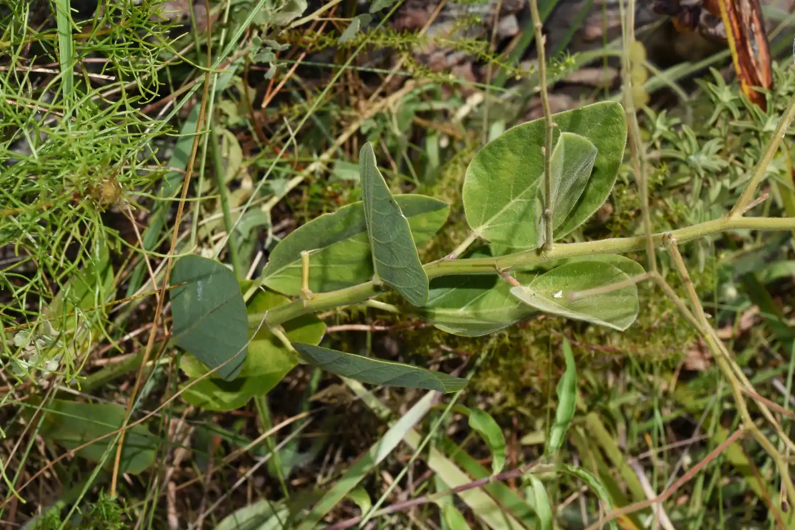 Desmodium arechavaletae Burkart