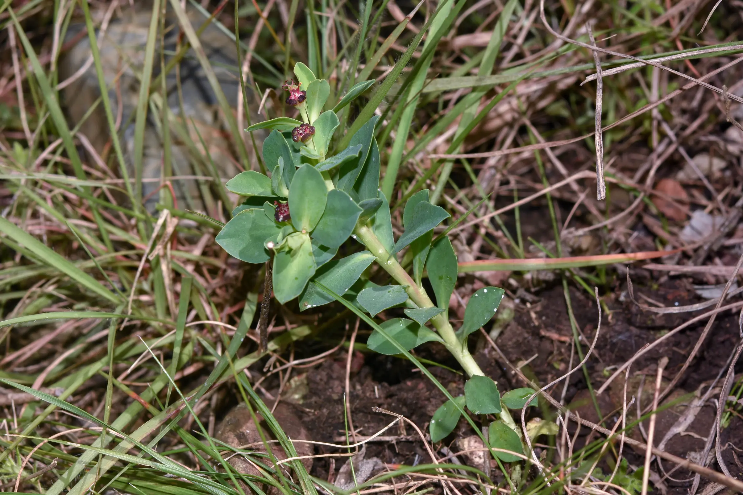 Euphorbia portulacoides L.