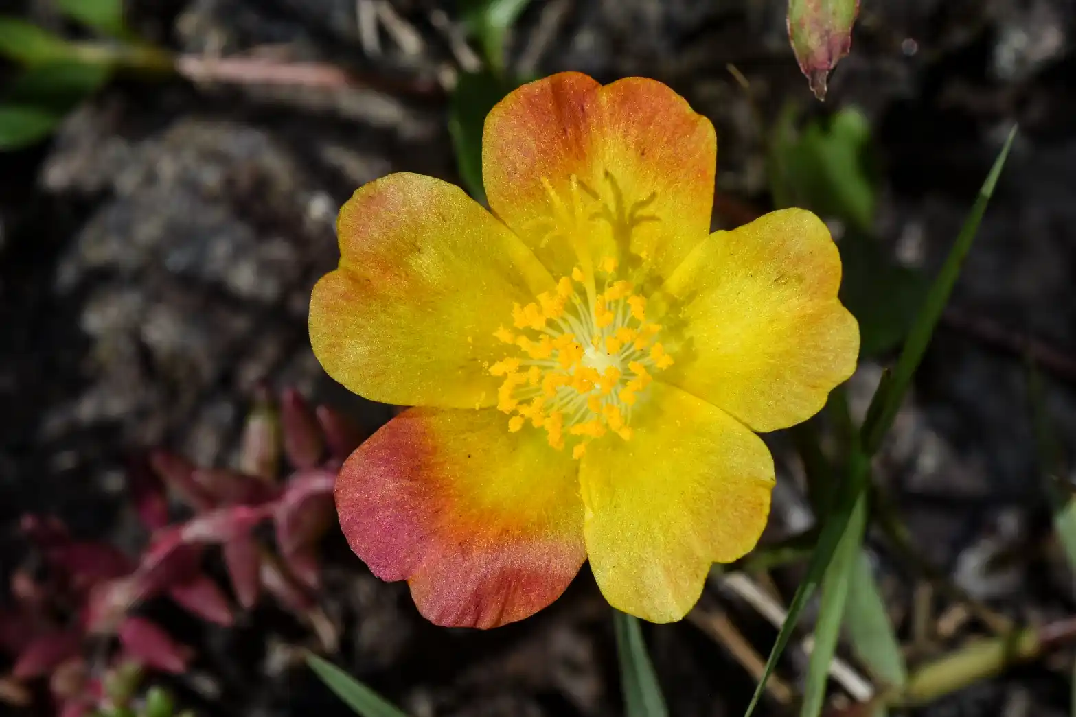 Portulaca papulifera D.Legrand