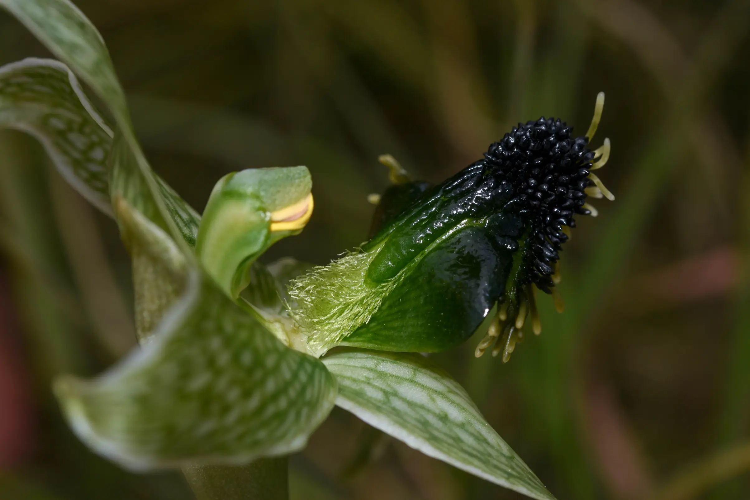 Bipinnula penicillata (Rchb.f.) Cisternas & Salazar