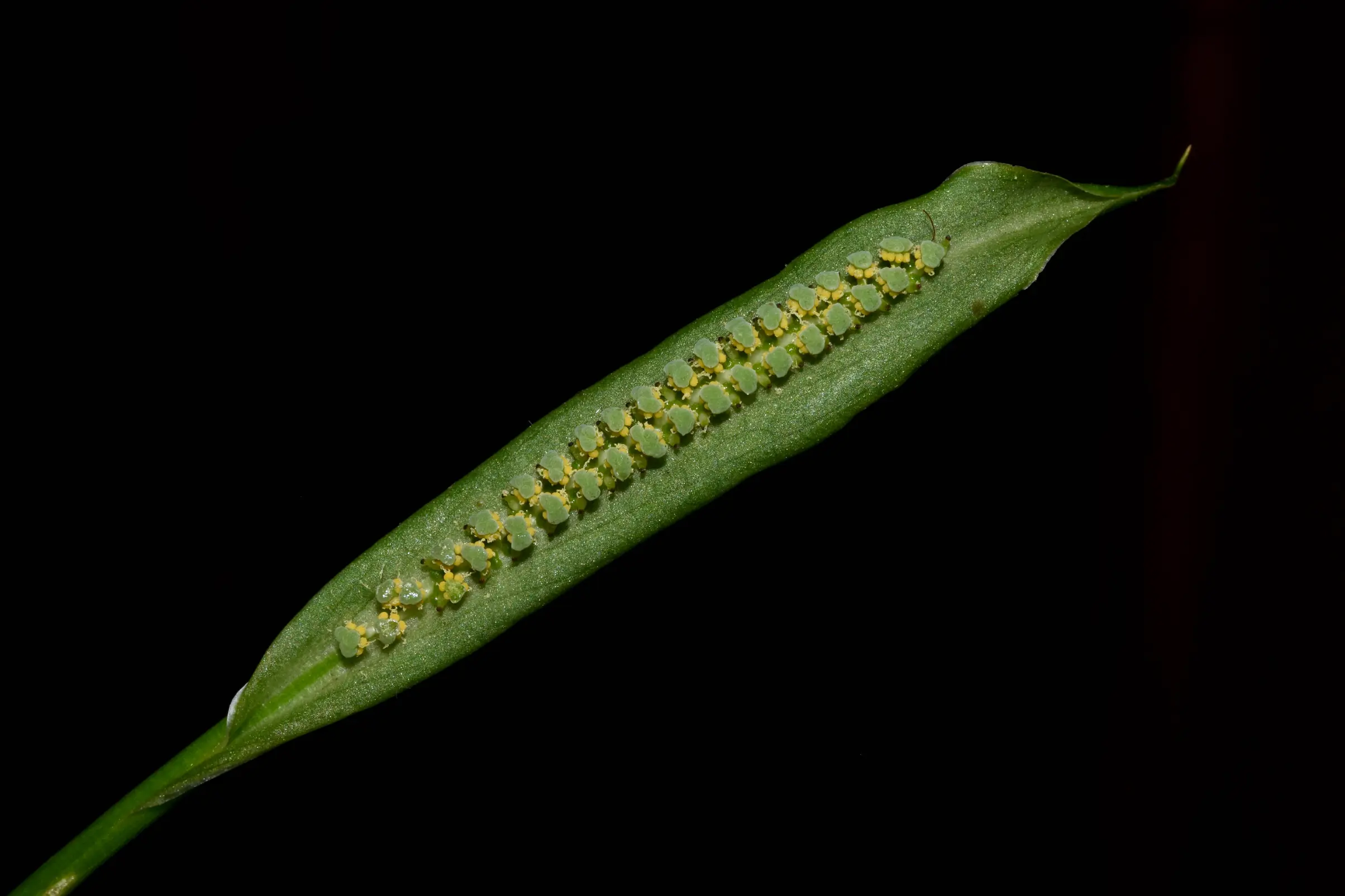 Spathicarpa hastifolia Hook.