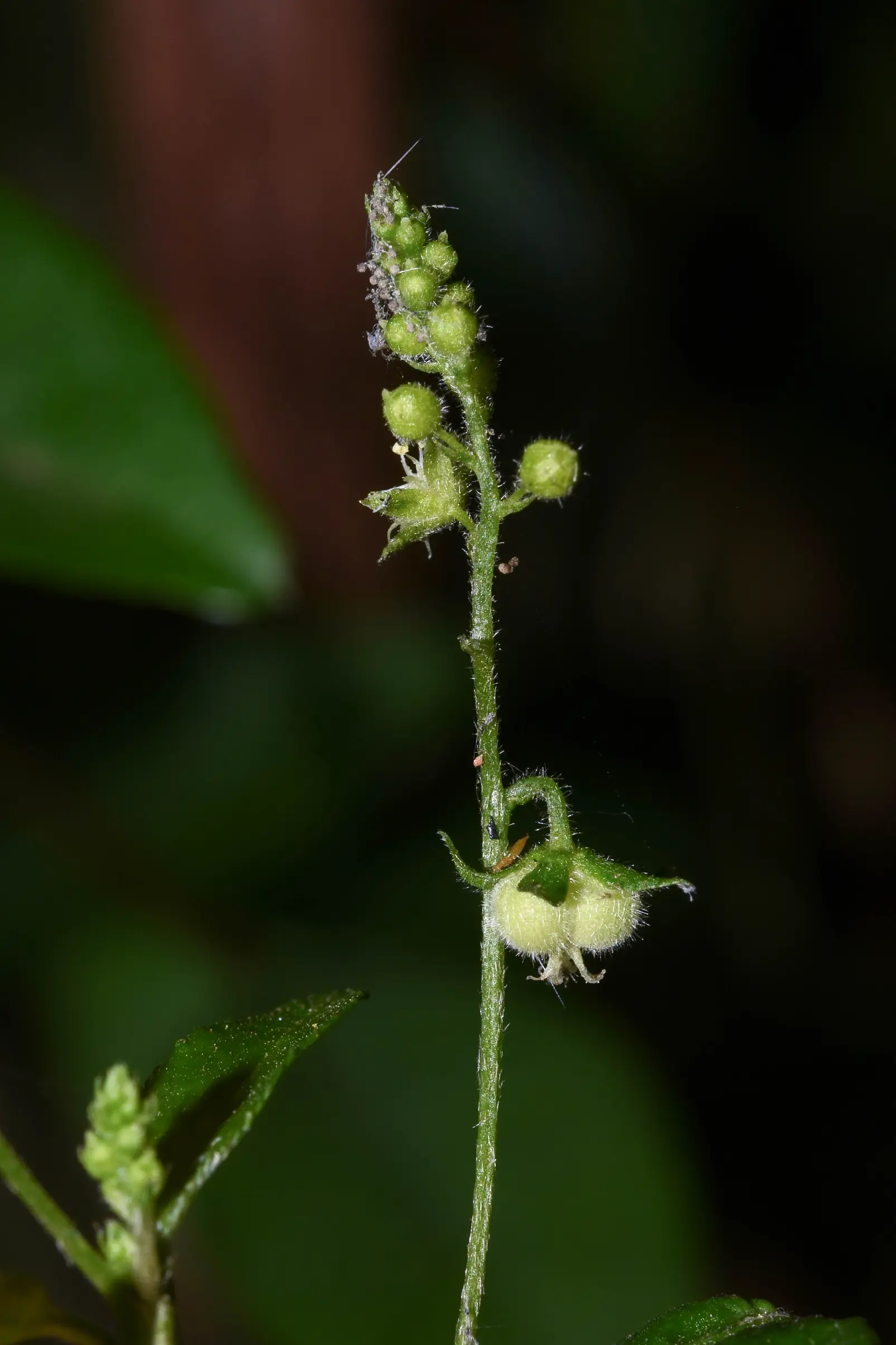 Chiropetalum latifolium (Chodat & Hassl.) Külkamp & Iganci
