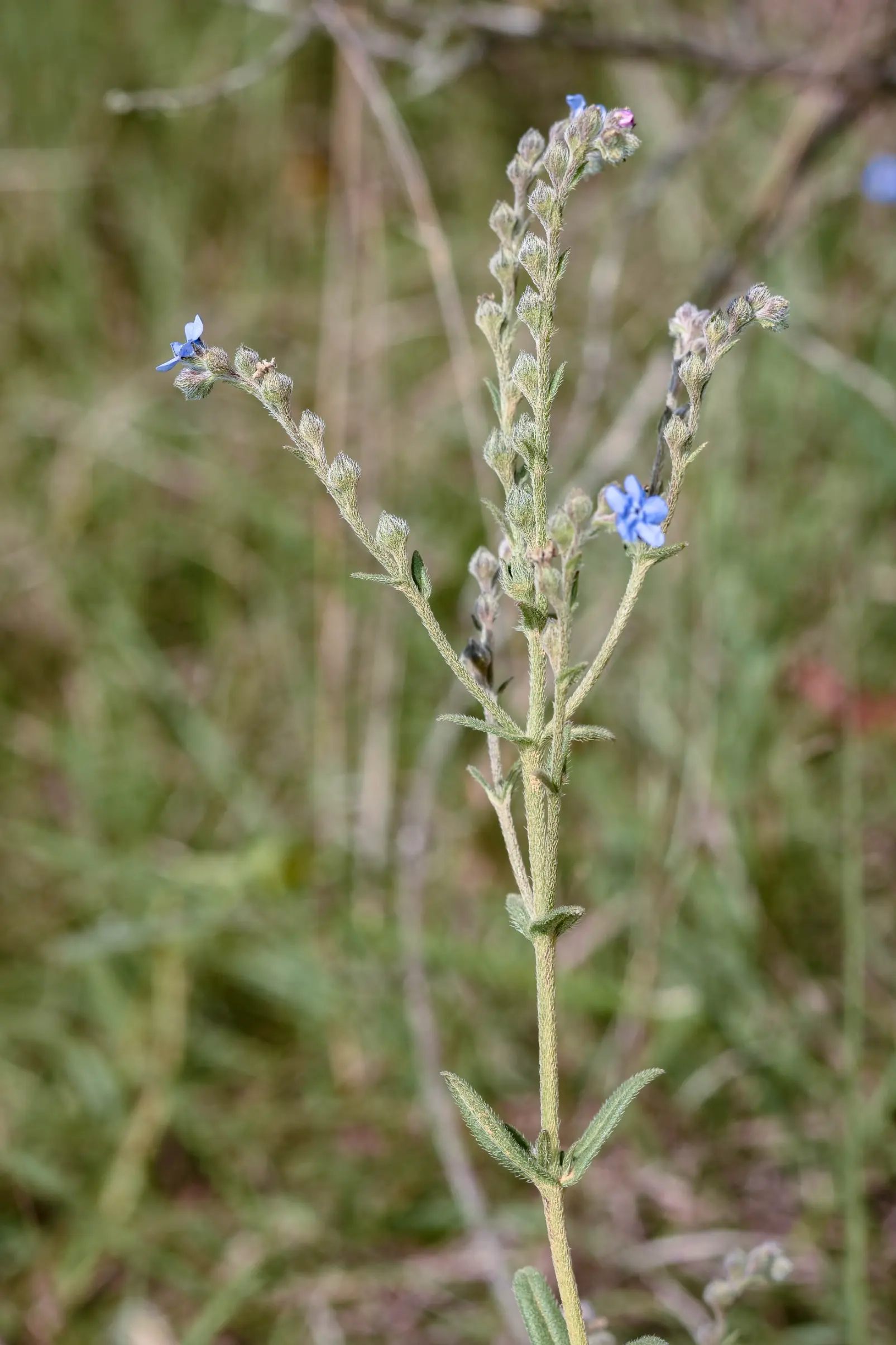 Antiphytum cruciatum (Cham.) DC.