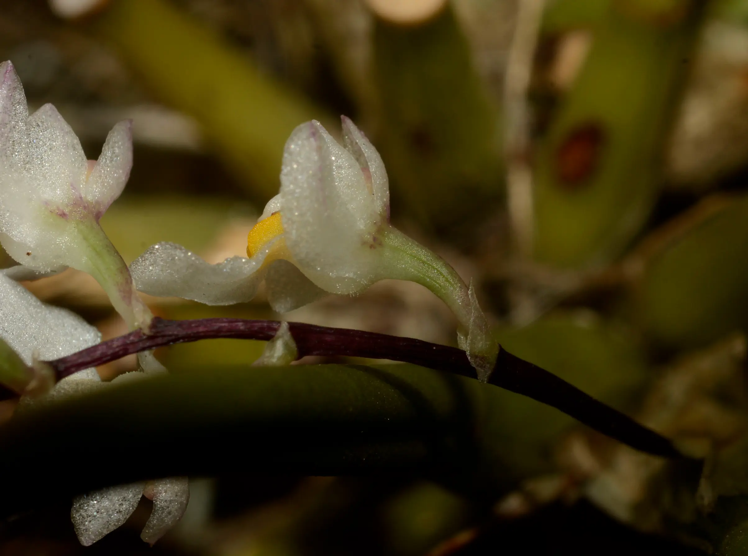 Capanemia superflua (Rchb.f.) Garay