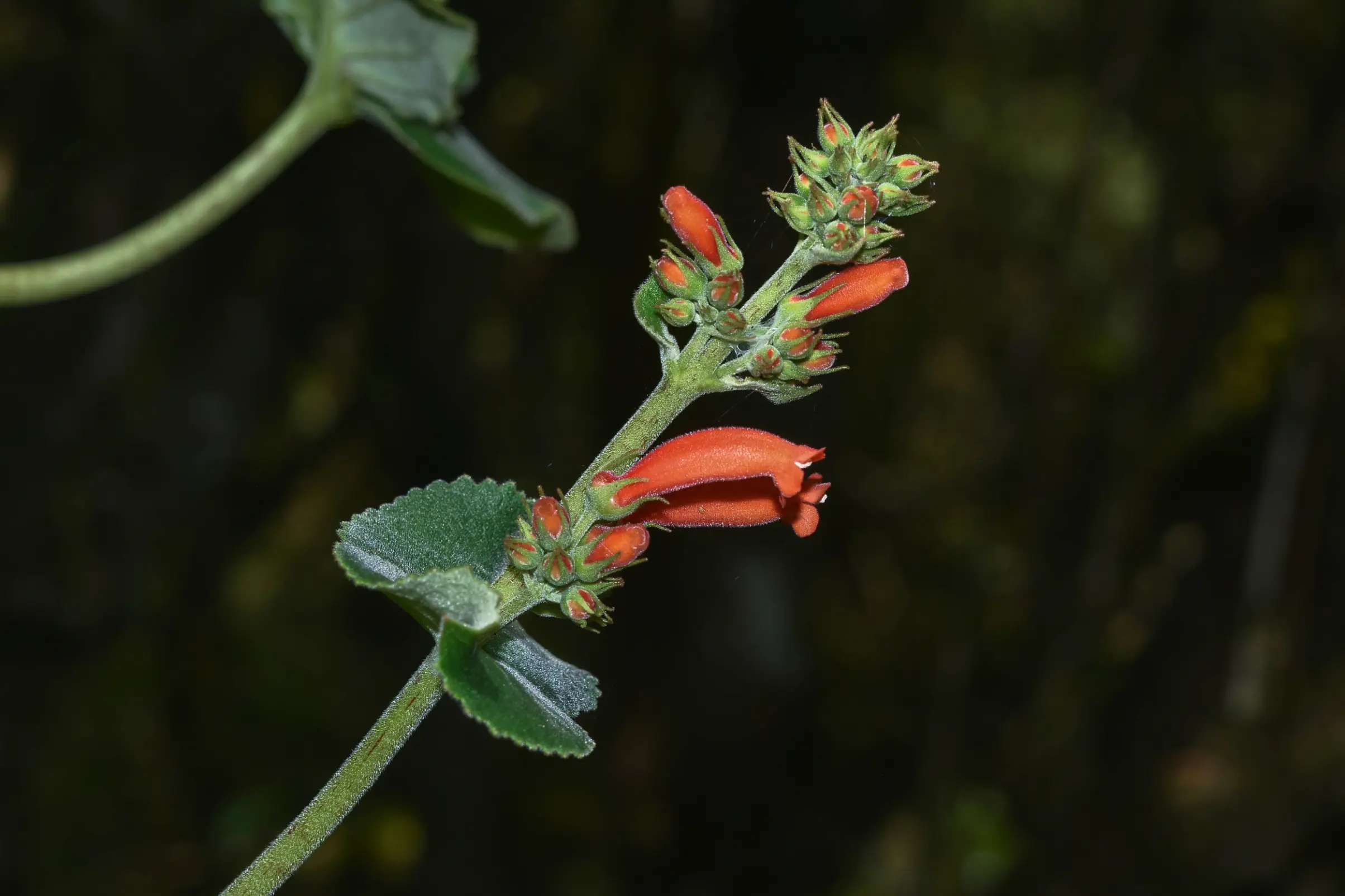 Sinningia macrostachya (Lindl.) Chautems