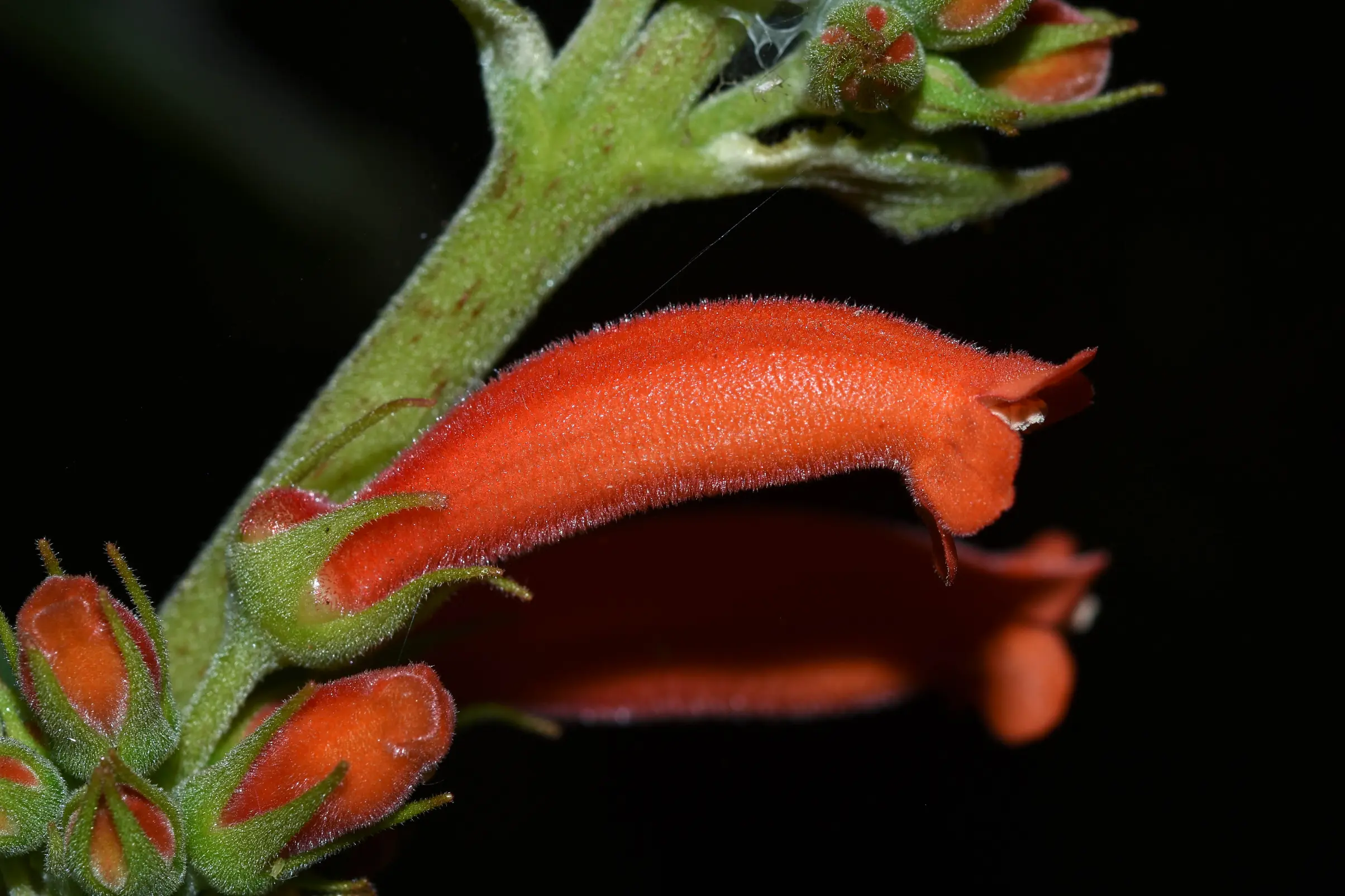 Sinningia macrostachya (Lindl.) Chautems