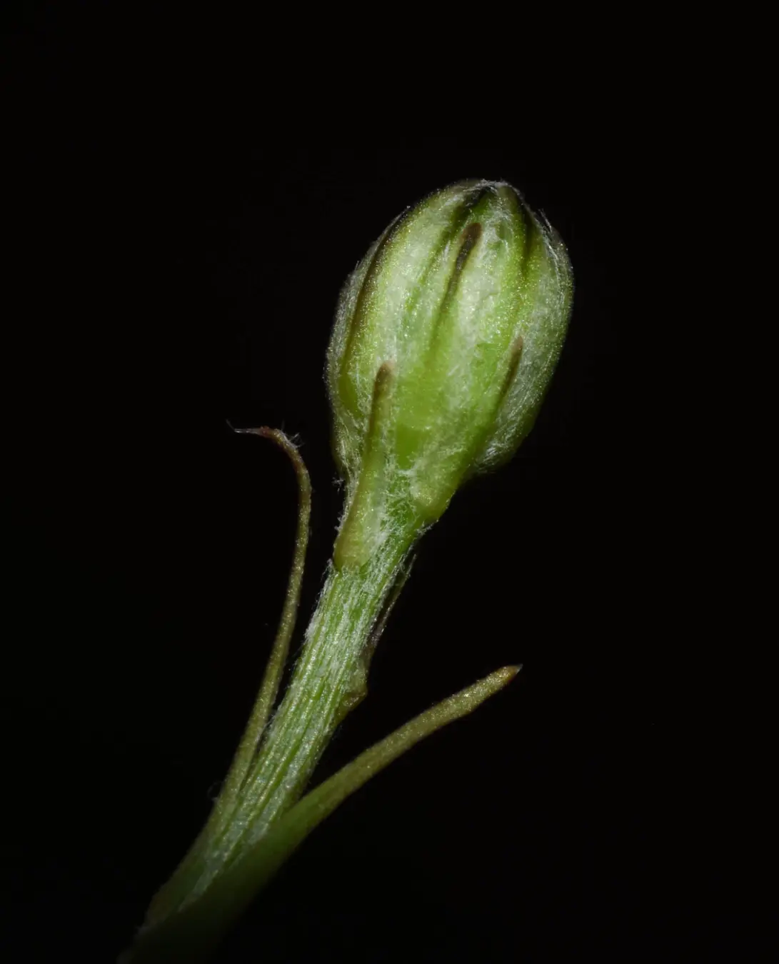 Hypochaeris albiflora (Kuntze) Azevêdo-Gonç. & Matzenb.