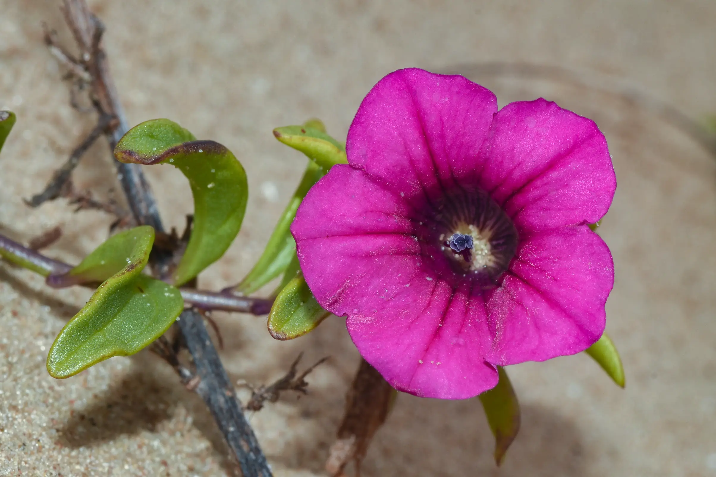 Petunia dichotoma Sendtn.
