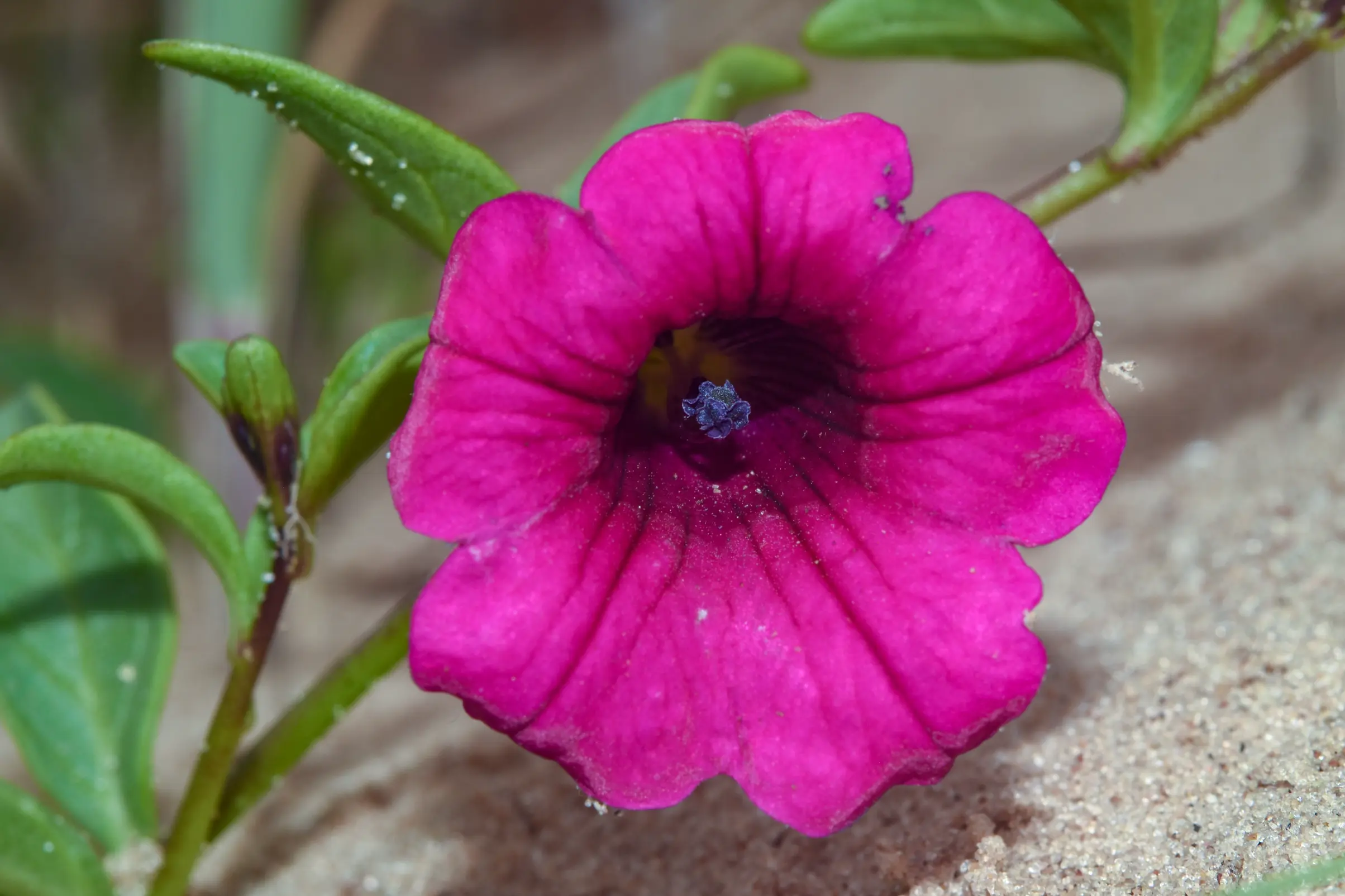 Petunia dichotoma Sendtn.