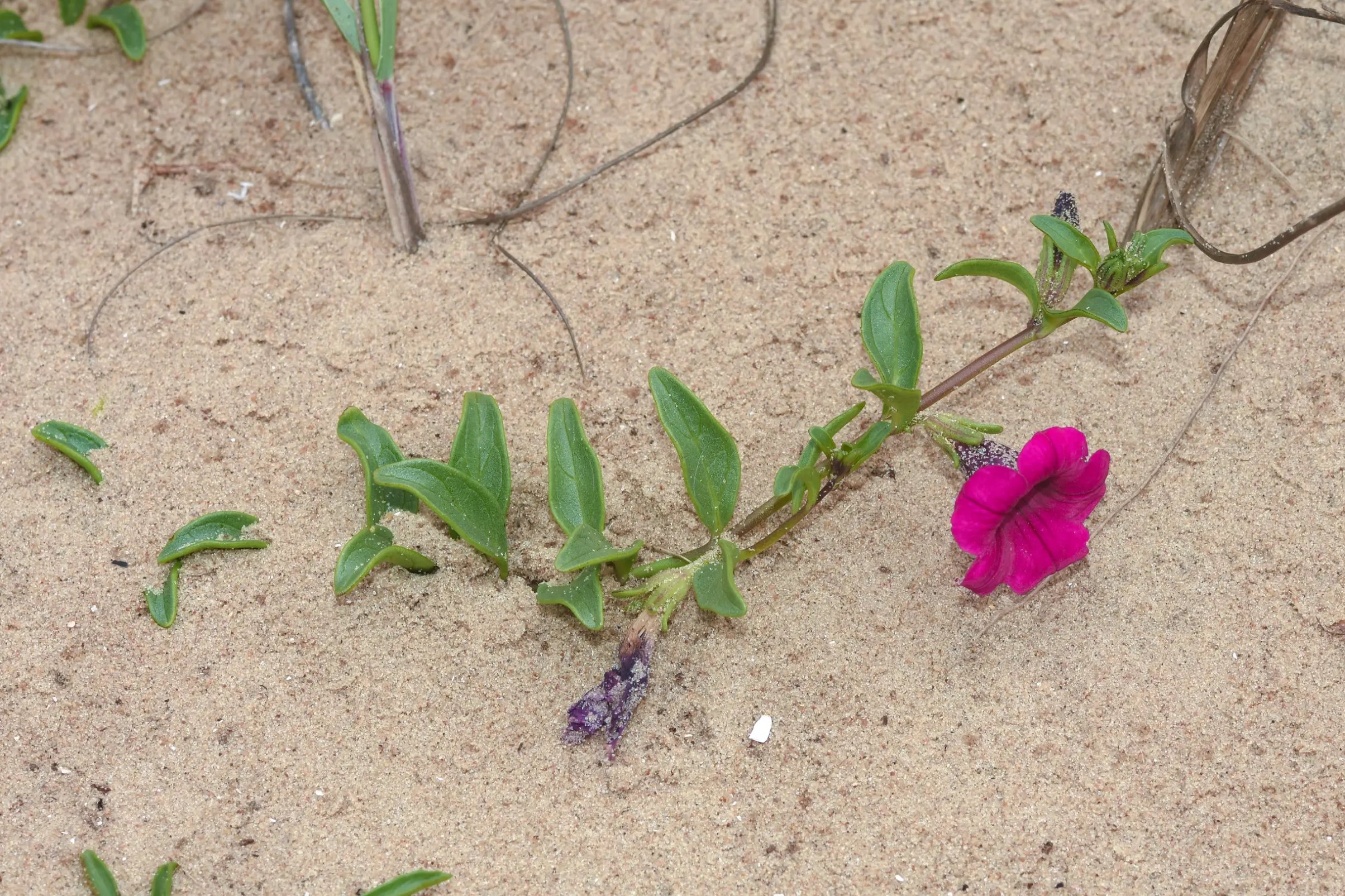 Petunia dichotoma Sendtn.