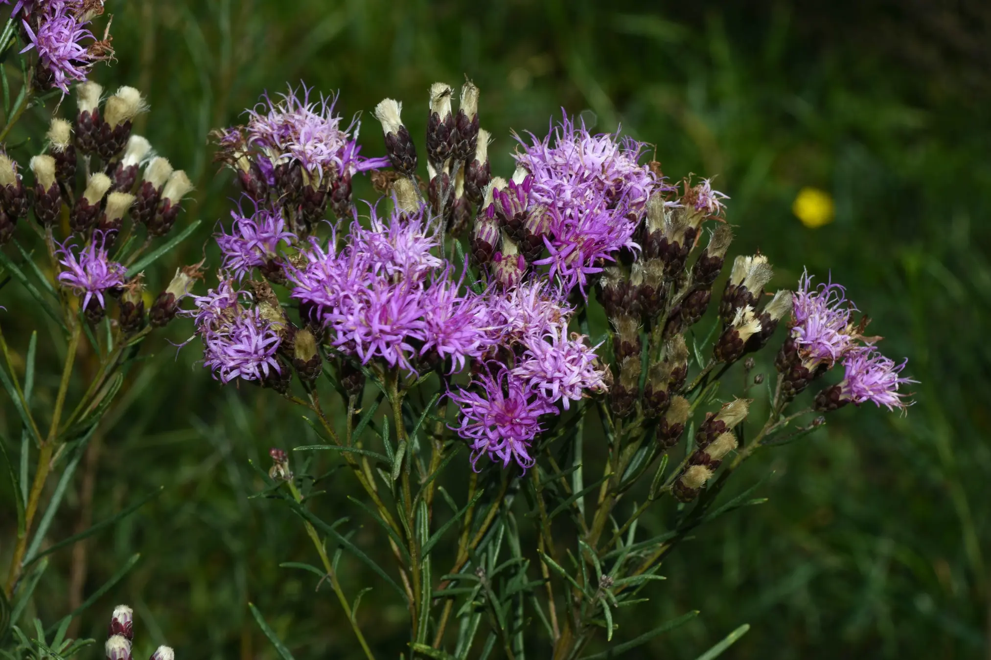 Vernonanthura nudiflora (Less.) H.Rob.