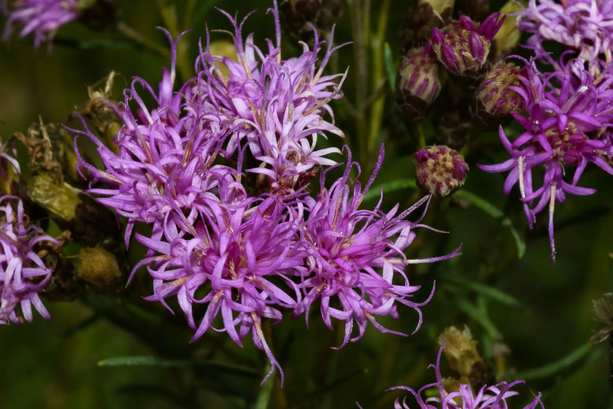 Vernonanthura nudiflora (Less.) H.Rob.