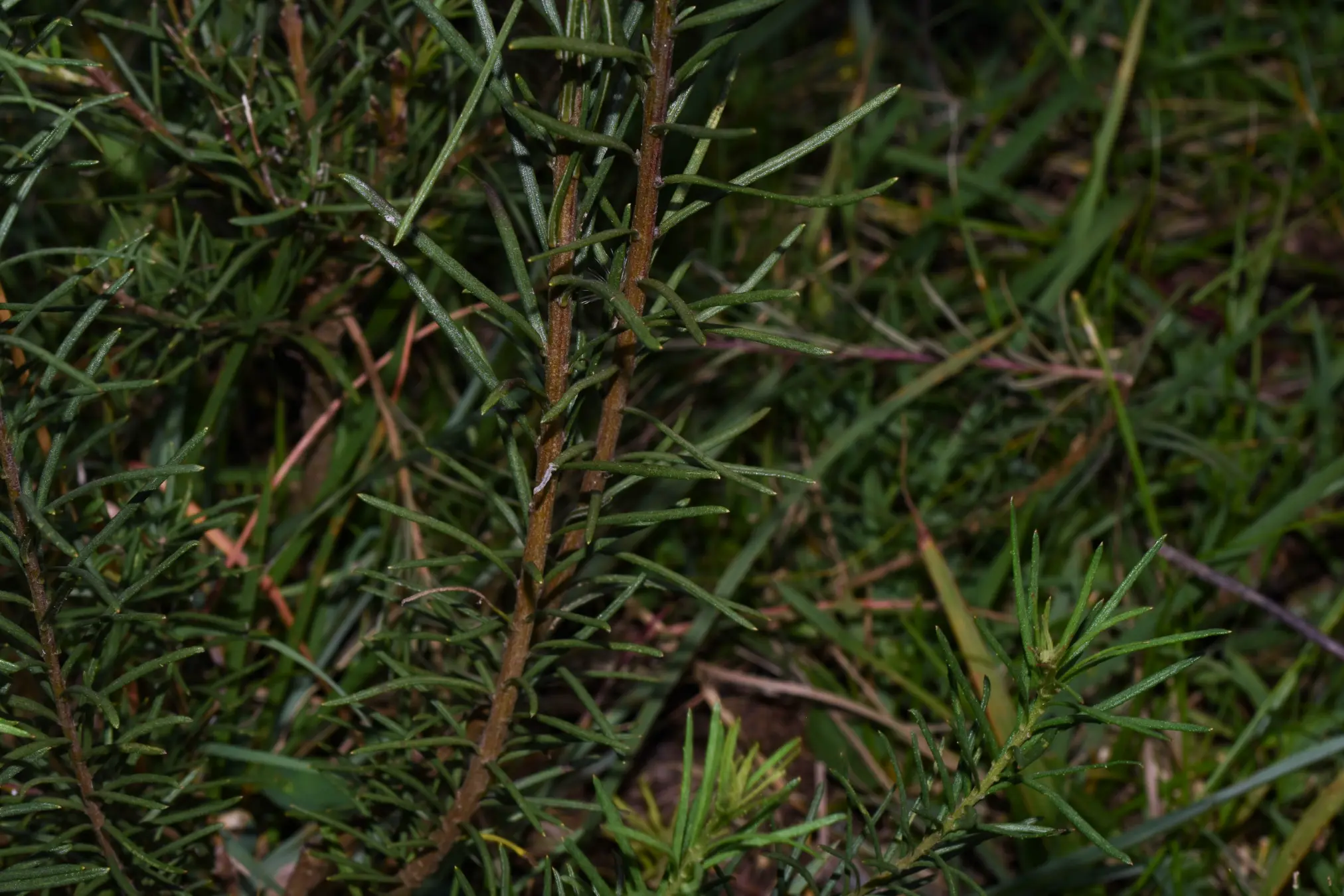 Vernonanthura nudiflora (Less.) H.Rob.