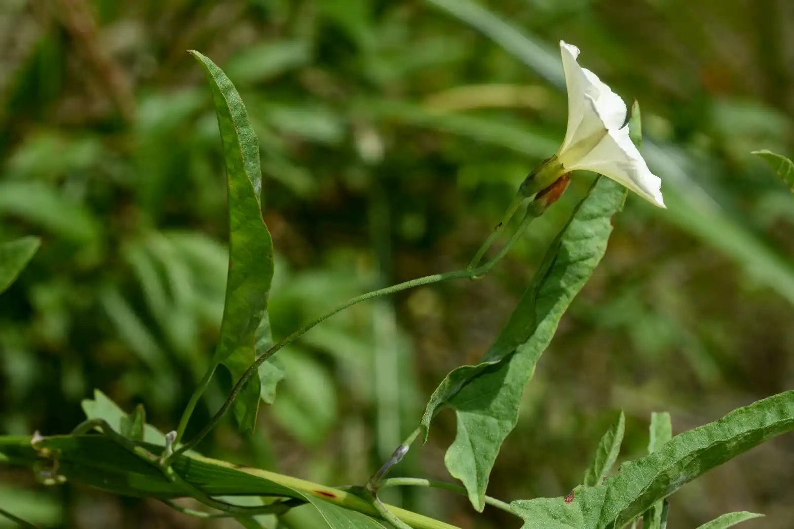 Convolvulus crenatifolius subsp. montevidensis (Spreng.) J.R.I.Wood & Scotland