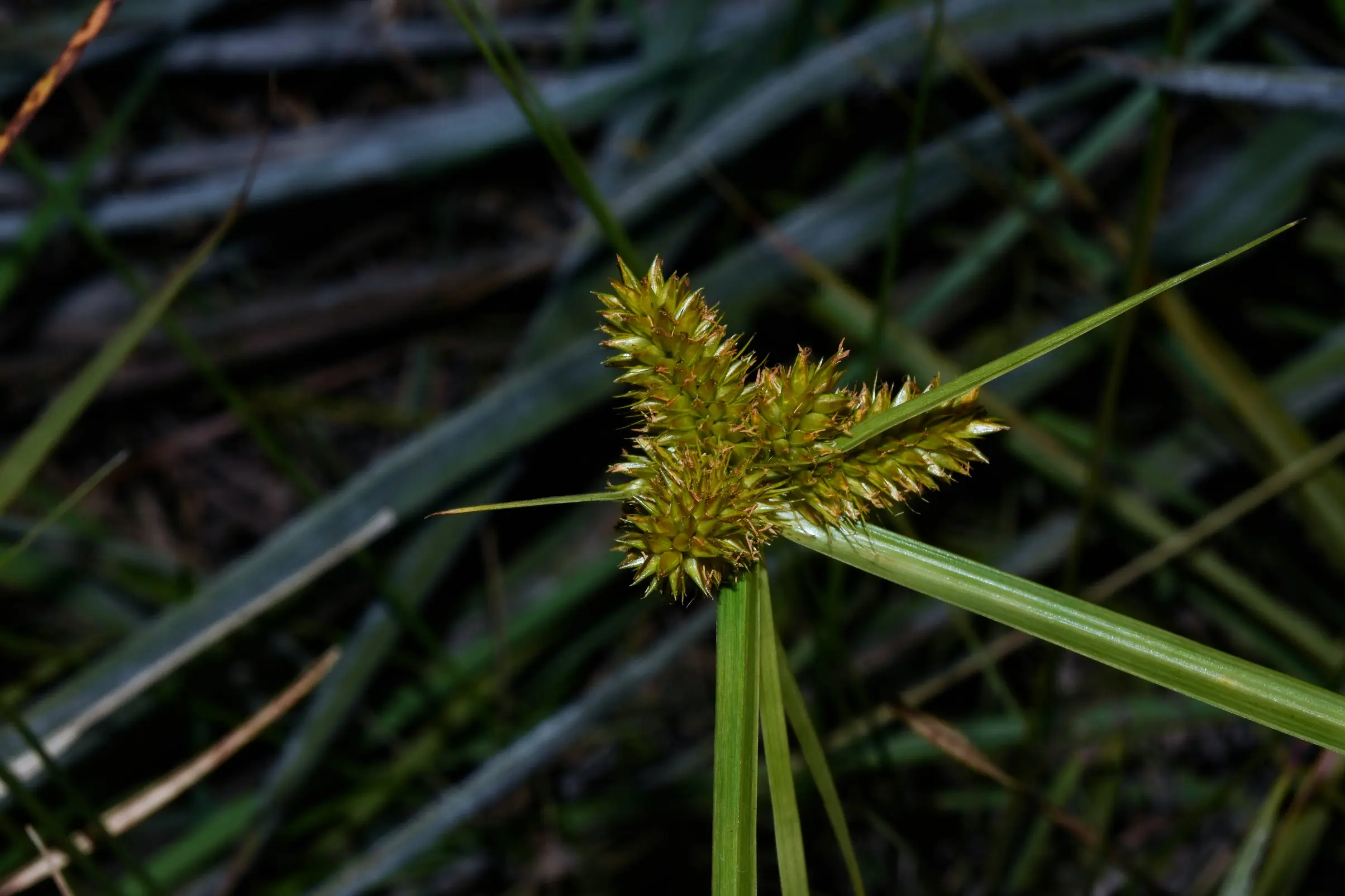 Cyperus aggregatus (Willd.) Endl.