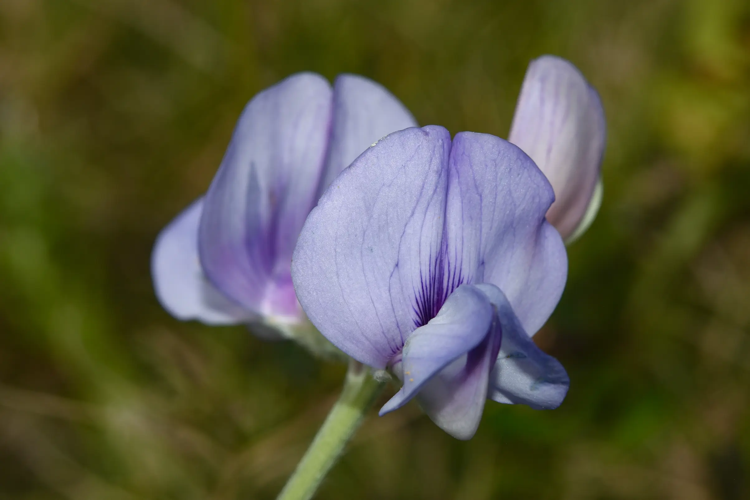 Lathyrus sericeus Lam.