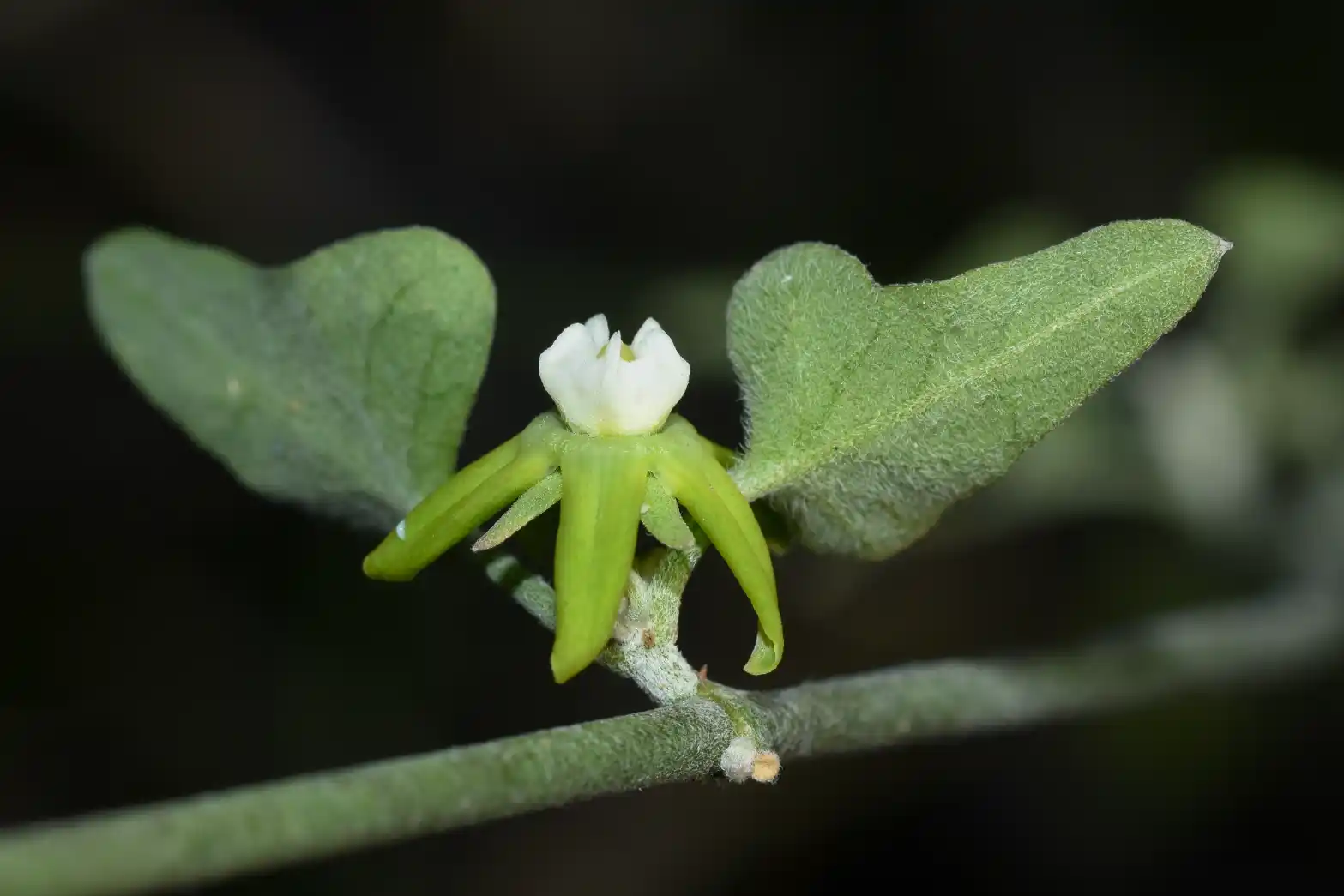 Araujia brachystephana (Griseb.) Fontella & Goyder