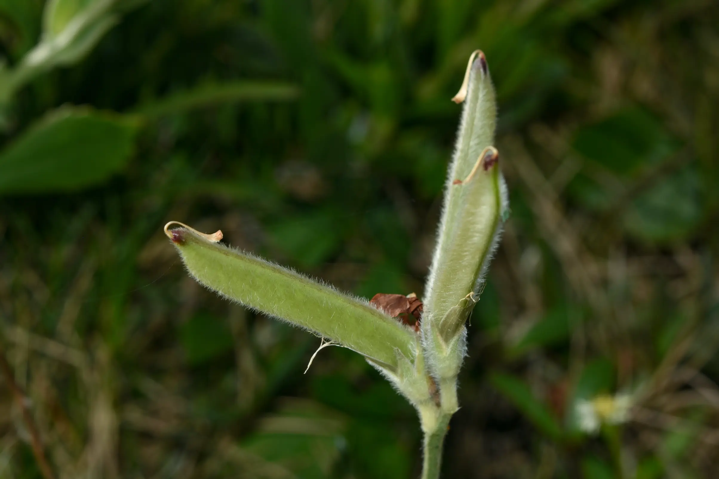 Lathyrus sericeus Lam.