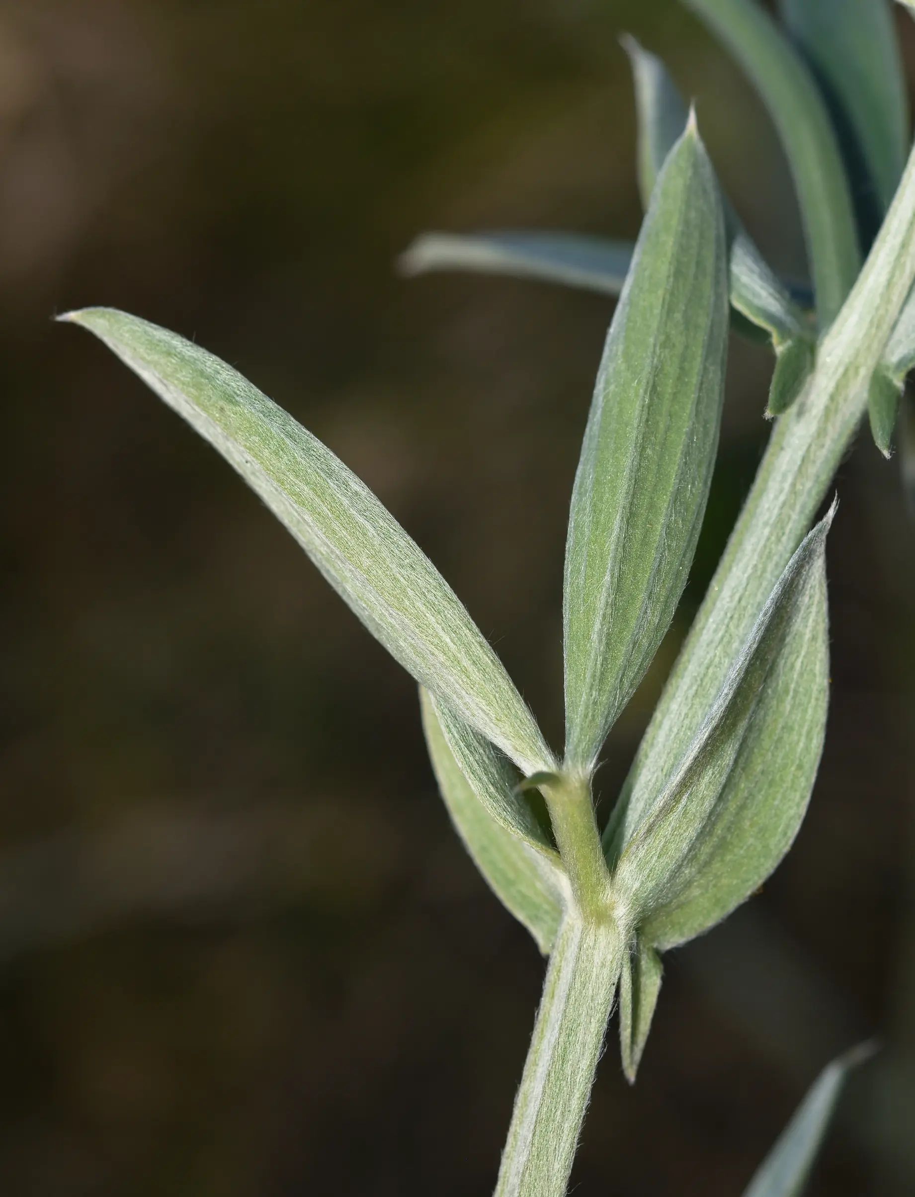 Lathyrus sericeus Lam.