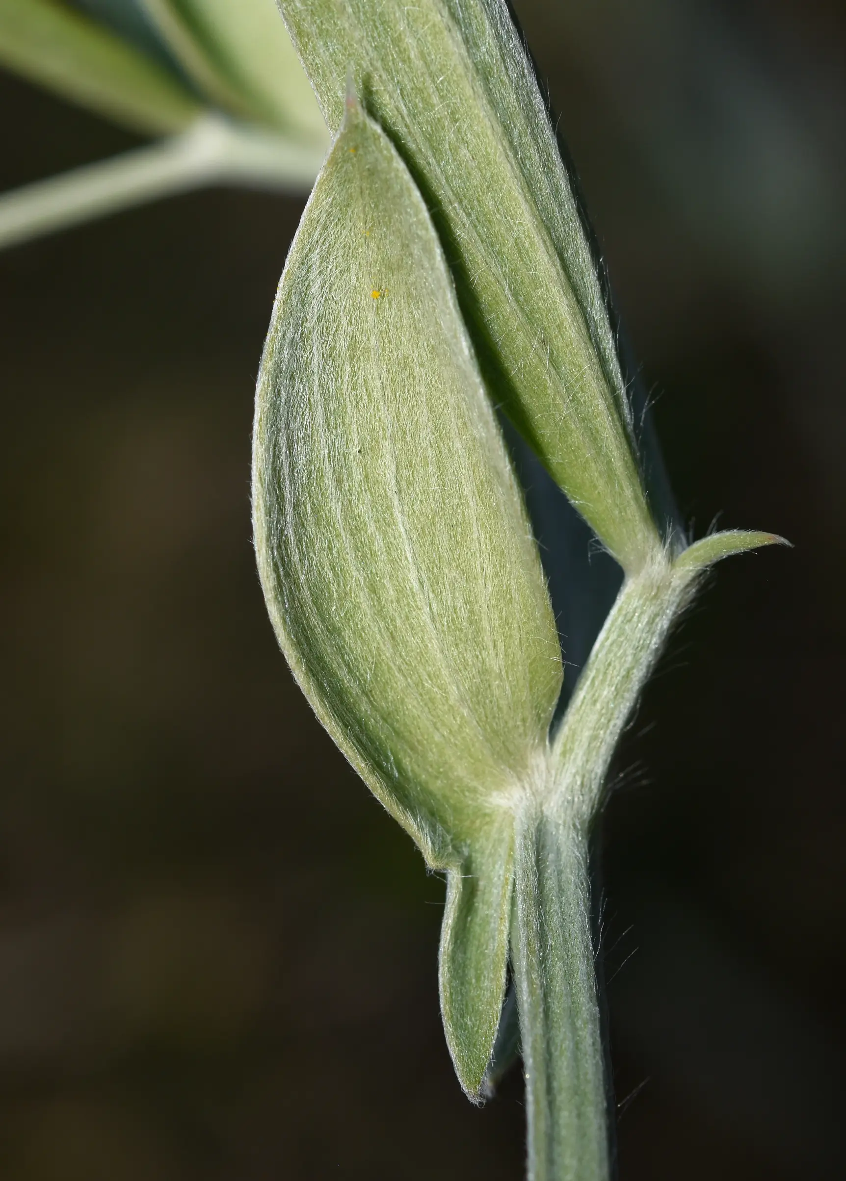 Lathyrus sericeus Lam.