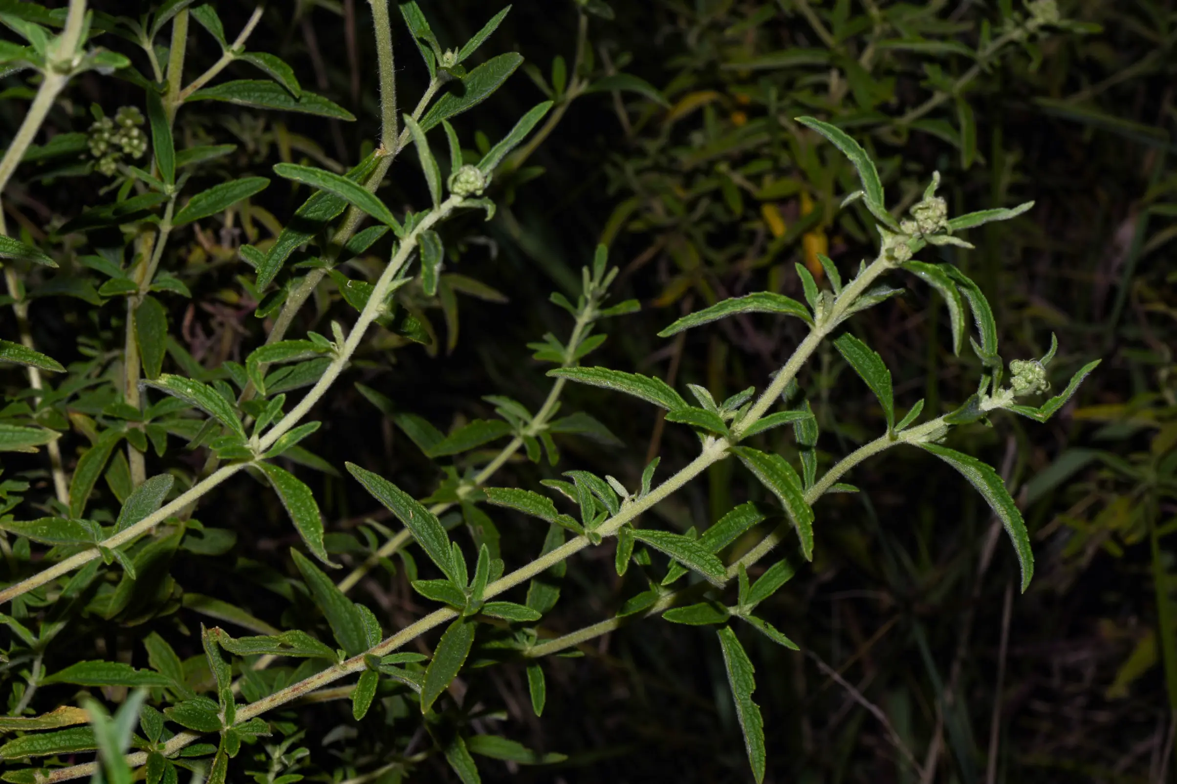 Austroeupatorium steviifolium (DC.) Mailhos & Bonif.