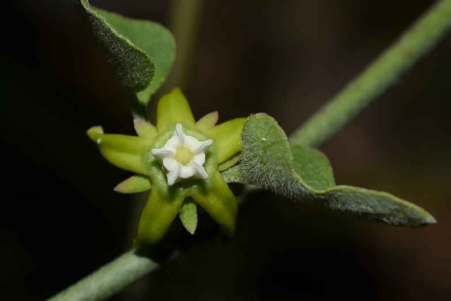 Araujia brachystephana (Griseb.) Fontella & Goyder