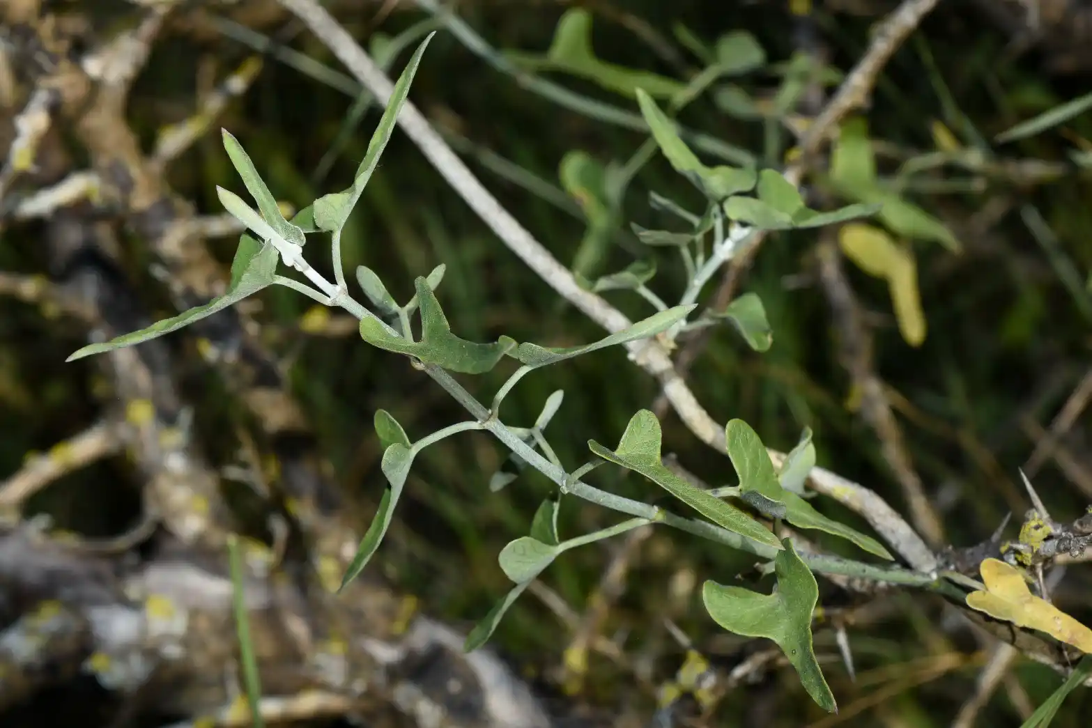Araujia brachystephana (Griseb.) Fontella & Goyder